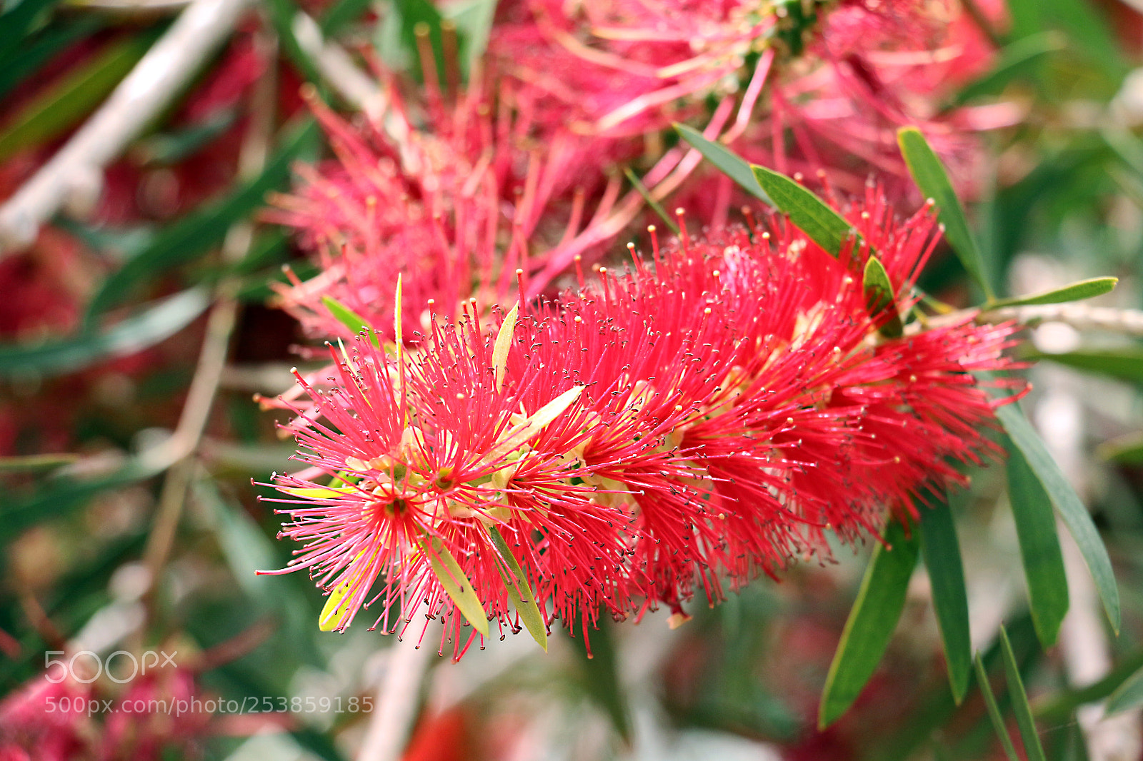 Canon EOS 650D (EOS Rebel T4i / EOS Kiss X6i) sample photo. Callistemon photography