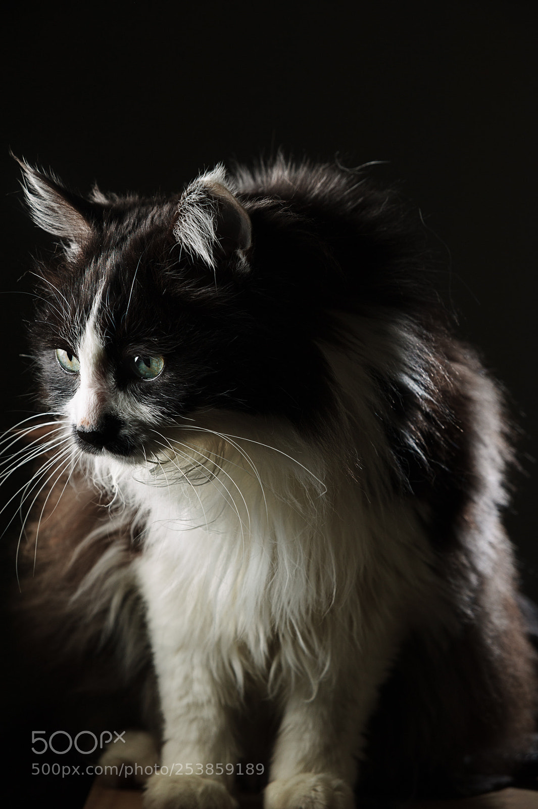 Nikon D700 sample photo. Cat photography