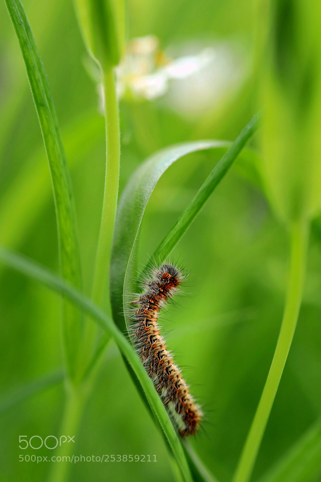 Canon EOS 80D sample photo. Macro photography