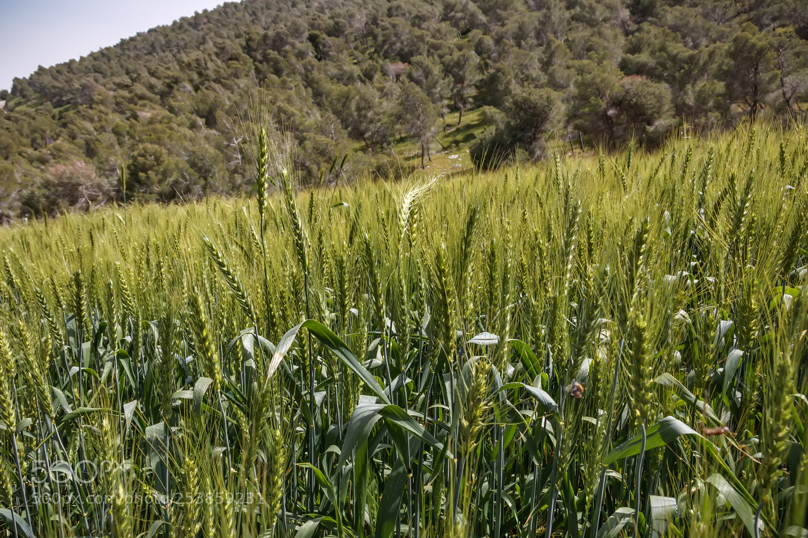 Canon EOS 80D sample photo. Field of green ripe photography