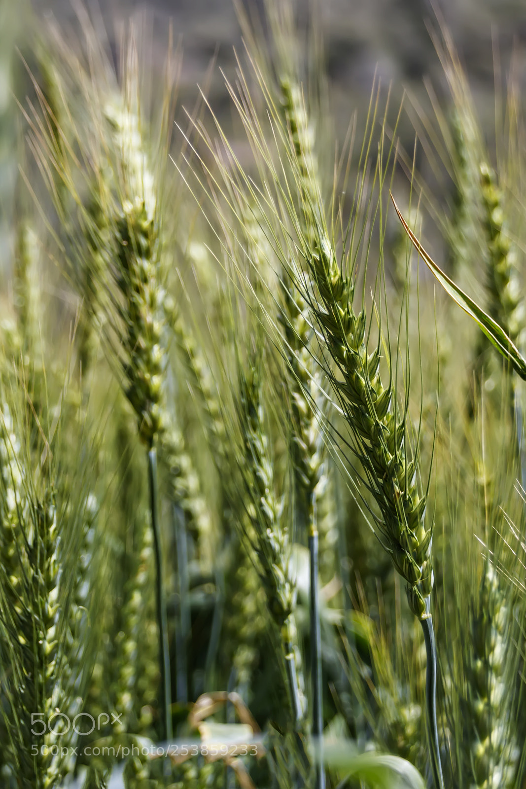 Canon EOS 80D sample photo. Green ripe ears of photography