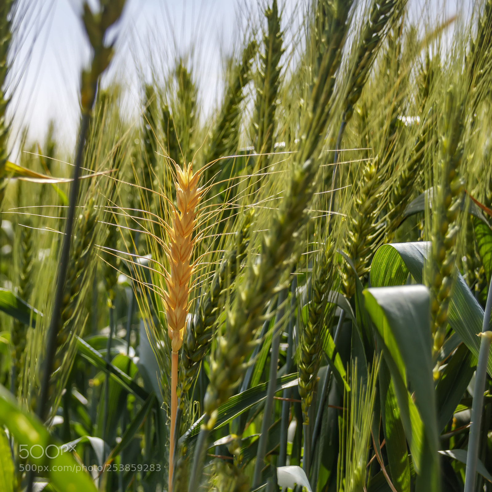 Canon EOS 80D sample photo. Ripe yellow wheat ear photography