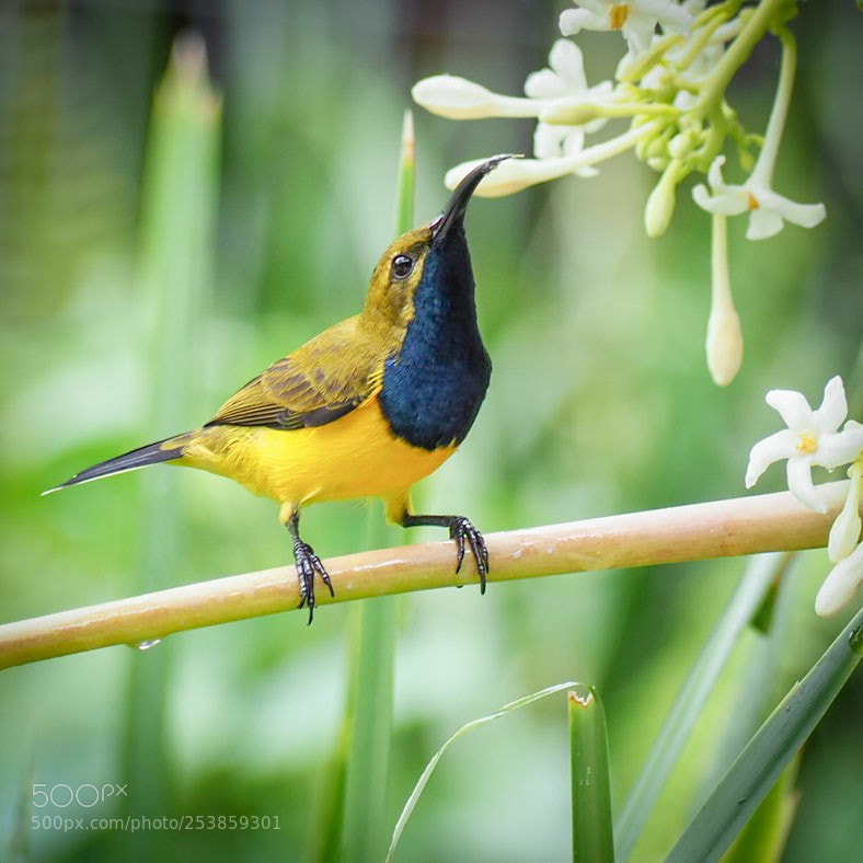 Olympus OM-D E-M1 Mark II sample photo. Olive backed honeyeater photography