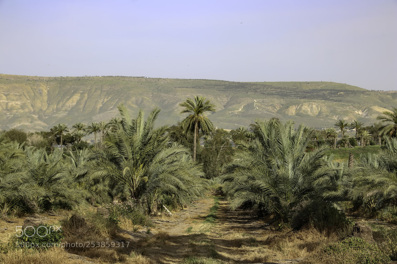 Canon EOS 80D sample photo. Young date trees photography
