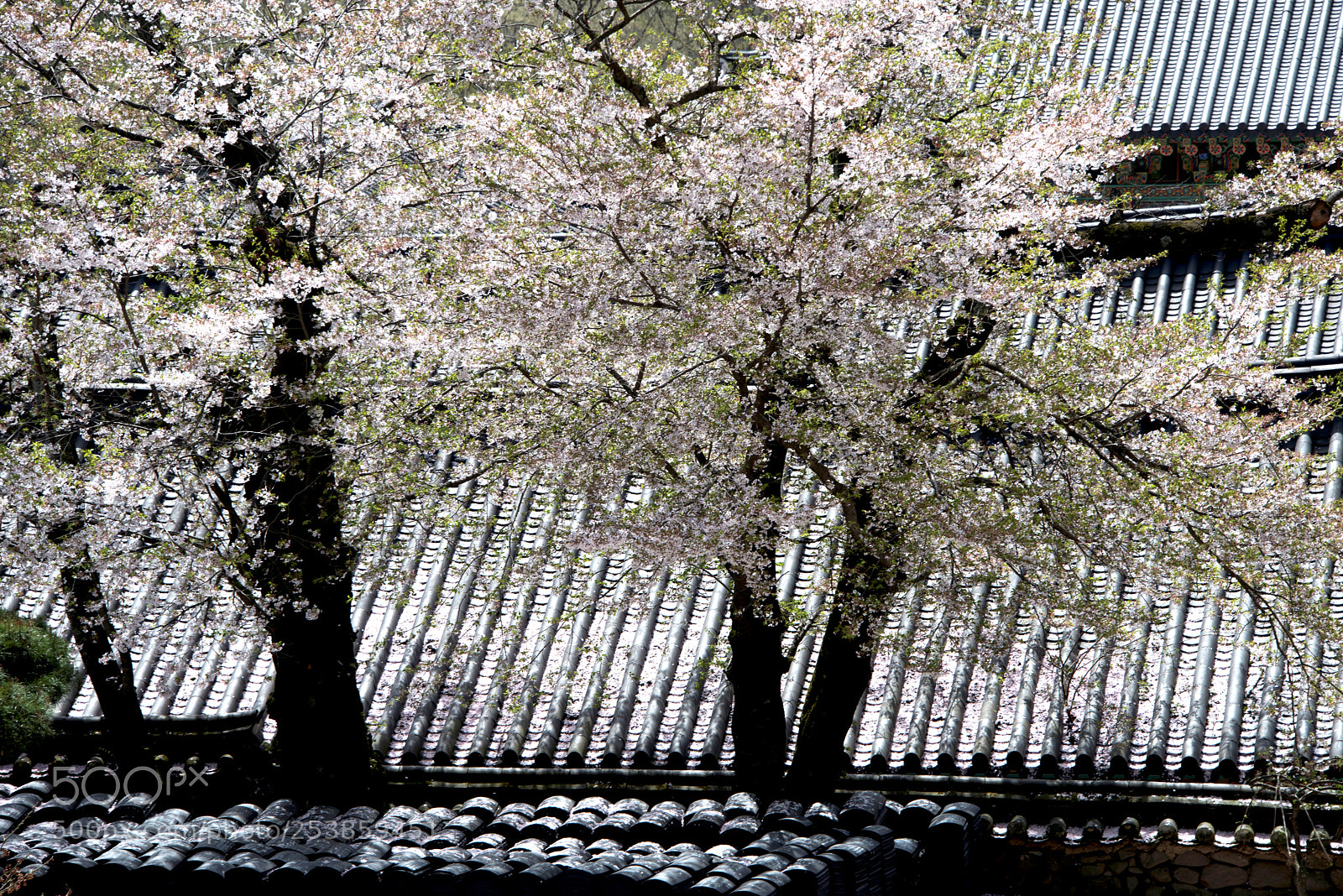 Nikon D810 sample photo. Brilliant spring photography