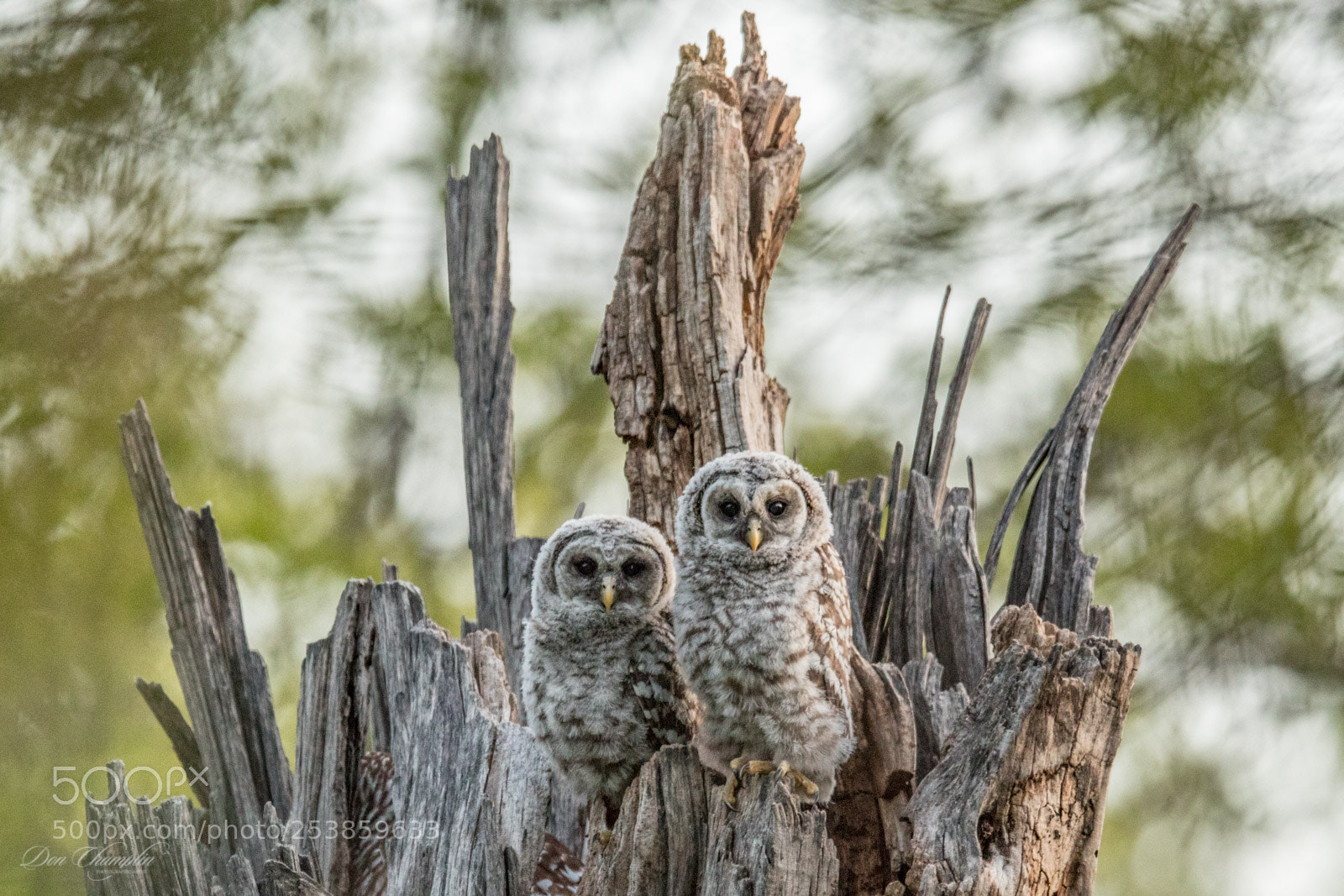 Canon EOS-1D X Mark II sample photo. Barred owl chicks photography