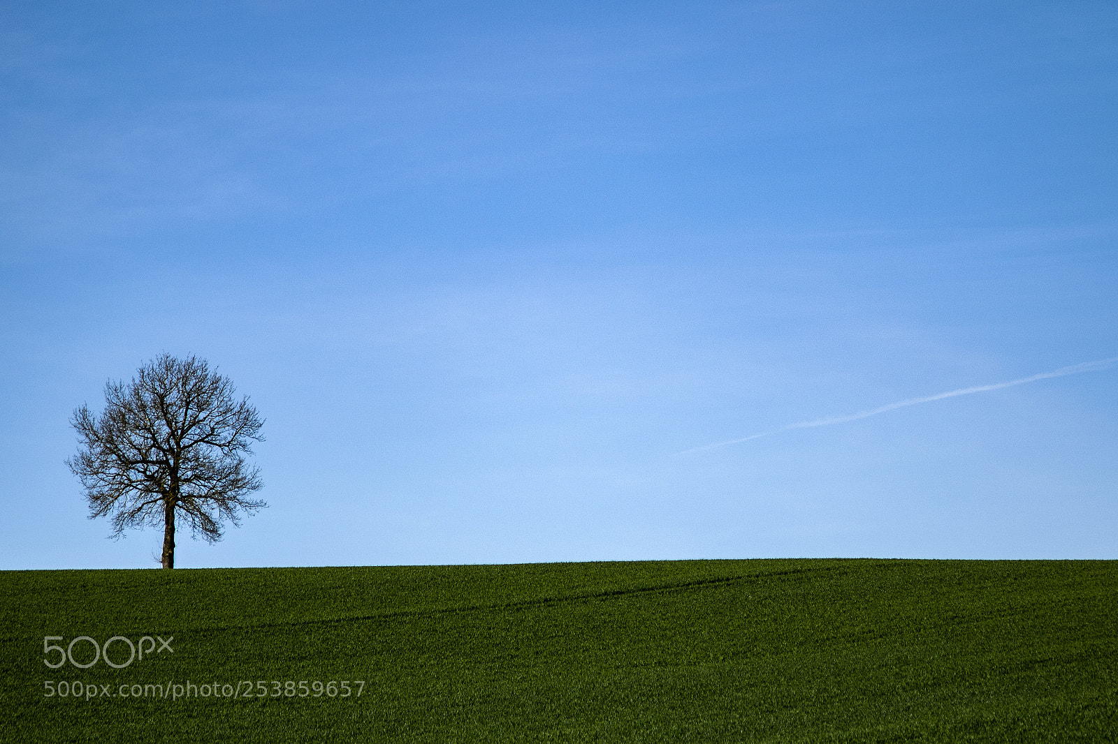 Canon EOS 7D Mark II sample photo. Minimaltree photography
