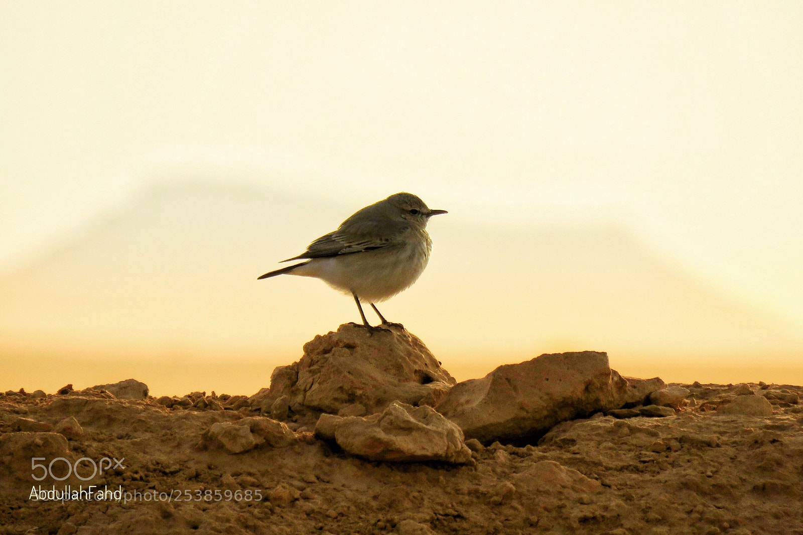 Canon PowerShot SX60 HS sample photo. Isabelline wheatear photography