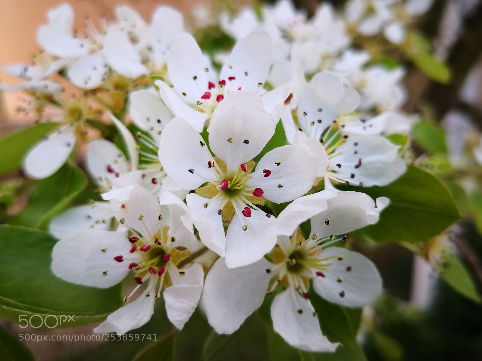 HUAWEI Mate 10 Pro sample photo. Spring time photography