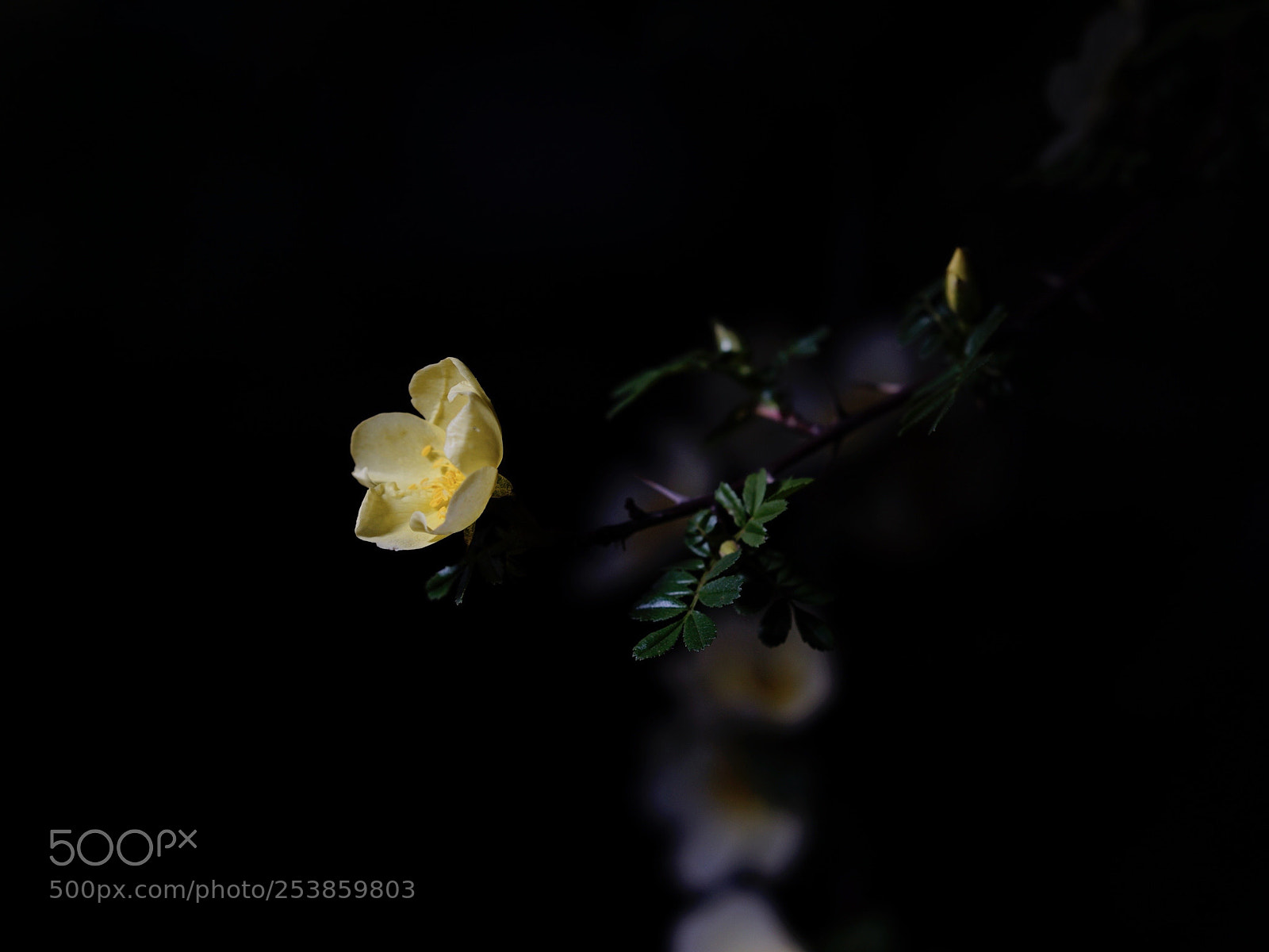 Sony a7 II sample photo. 清幽 photography