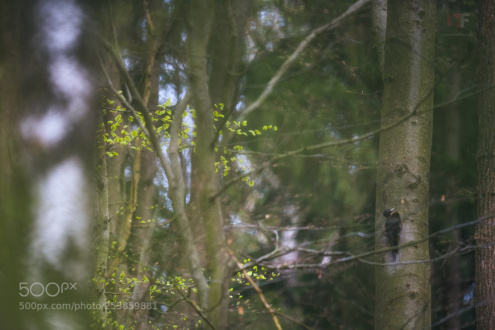 Nikon D850 sample photo. In the spring forest photography