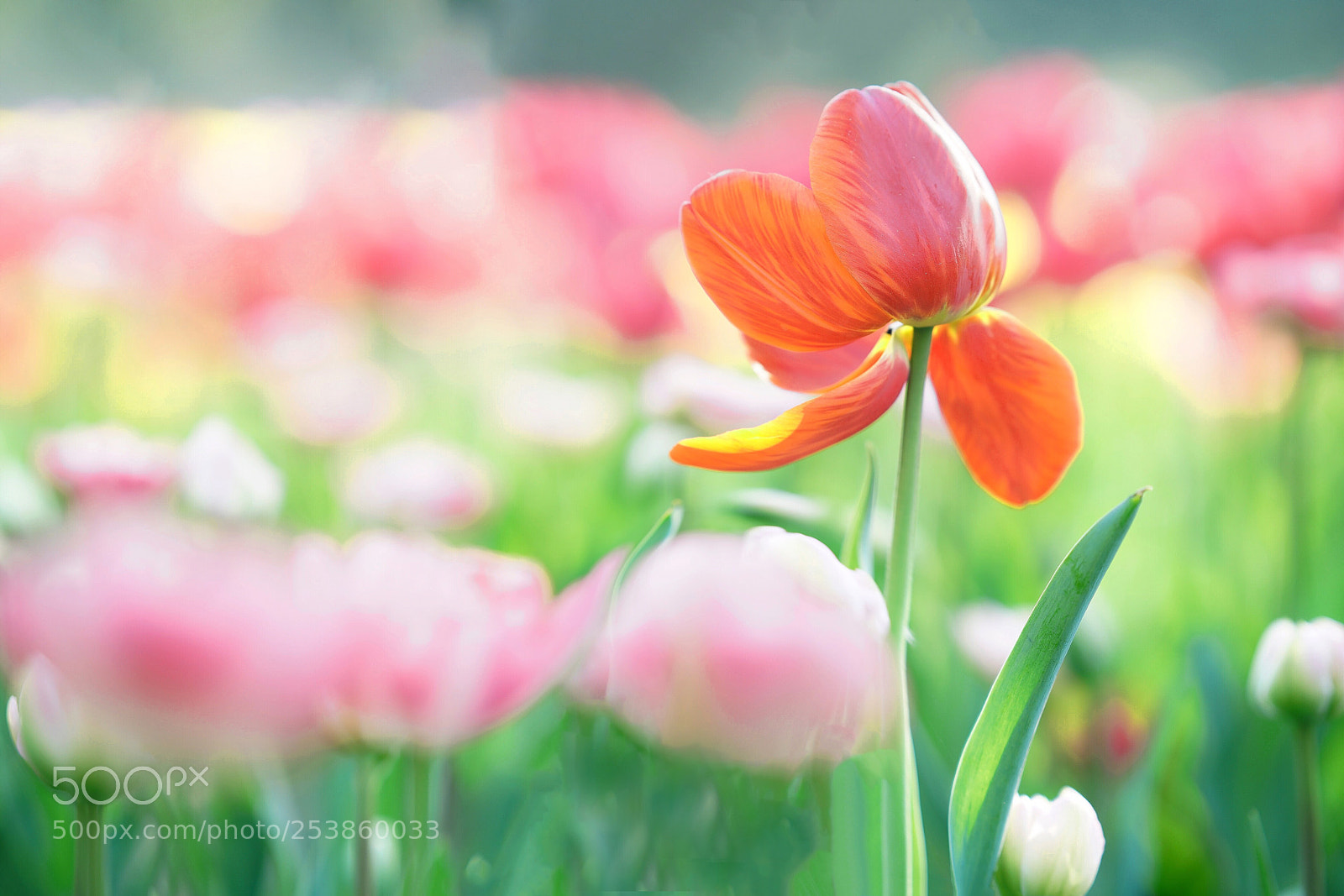 Sony a7R III sample photo. Tulip  photography