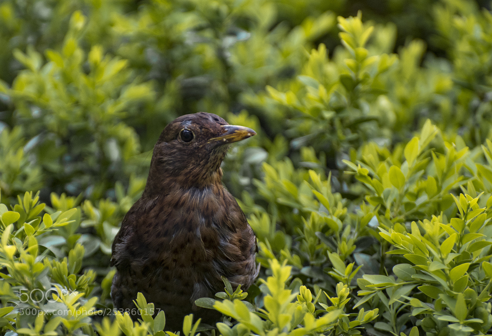 Nikon D5600 sample photo. Blackbird photography