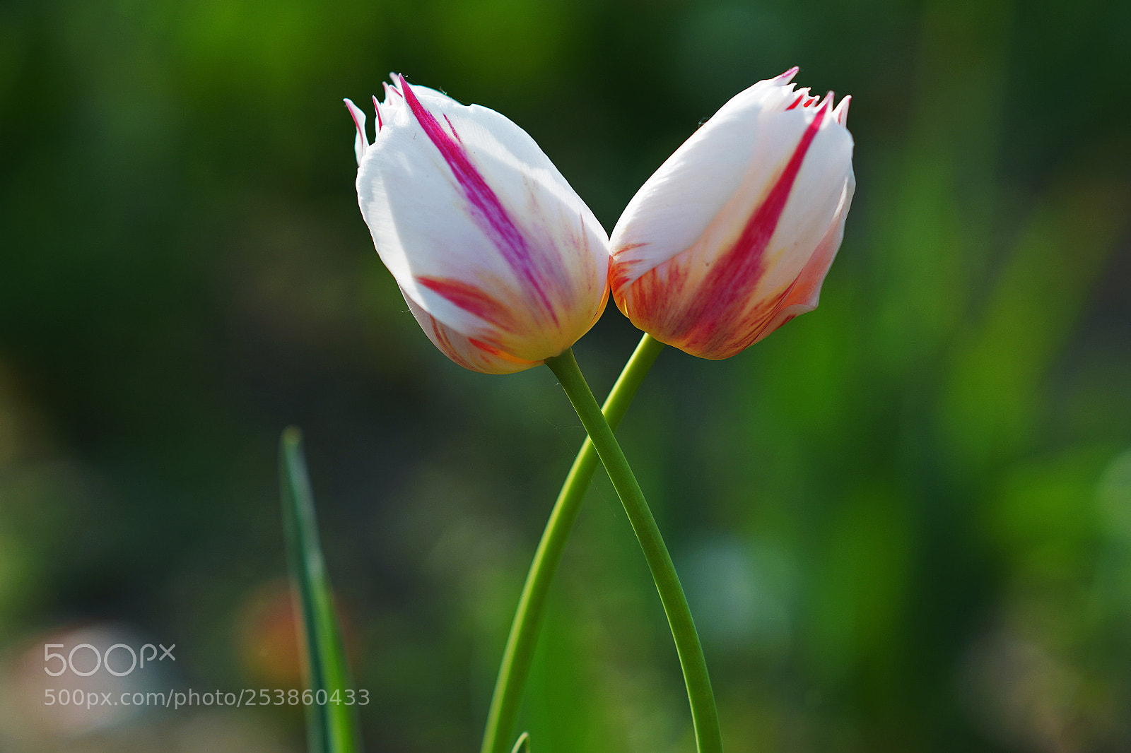 Sony a7R III sample photo. Tulip photography