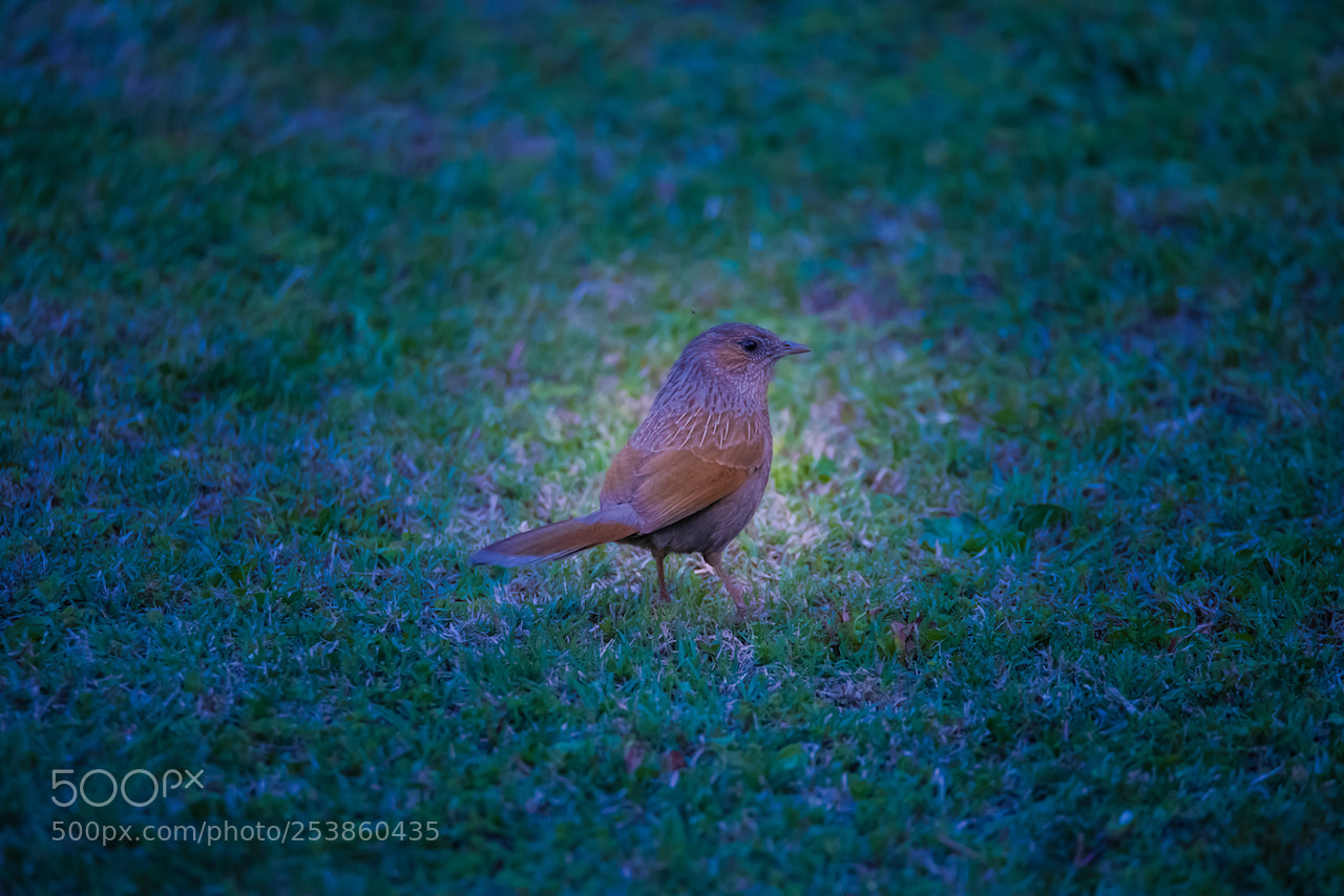 Nikon D810 sample photo. Flycatcher photography