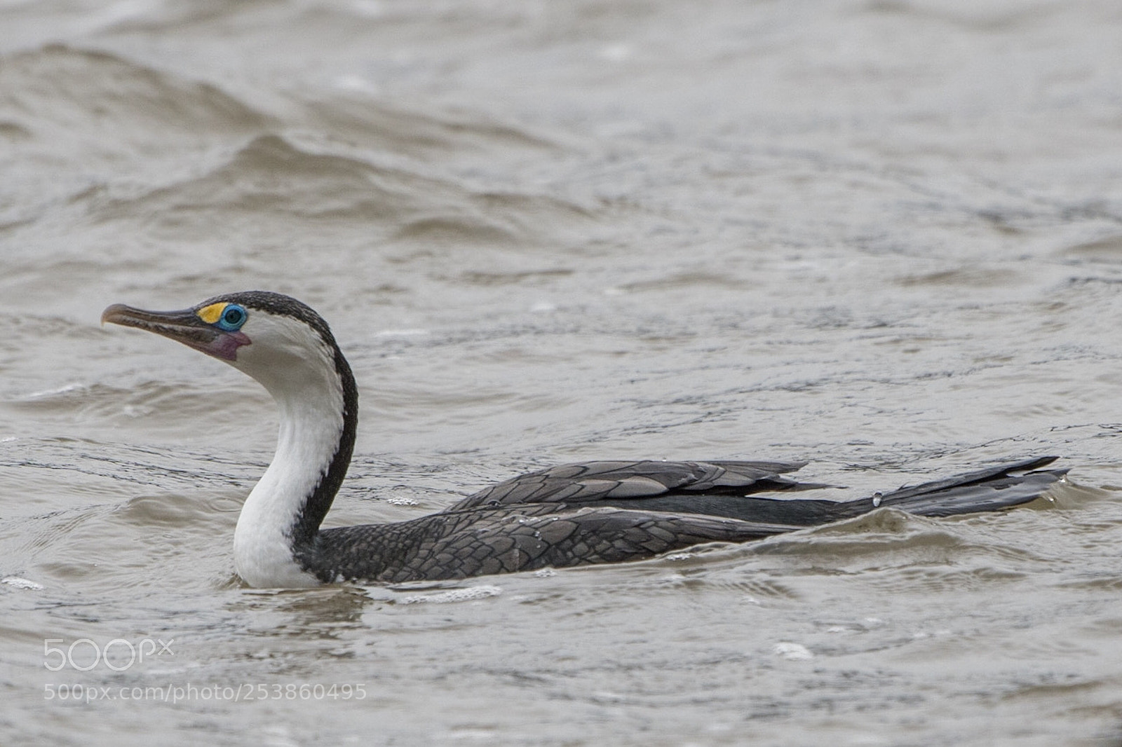 Nikon D500 sample photo. Pied shag k rihiruhi photography