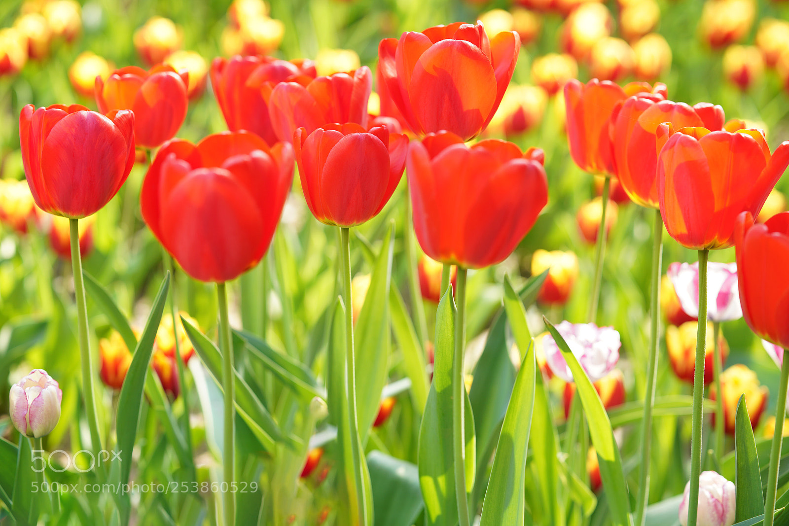 Sony a7R III sample photo. Tulip photography
