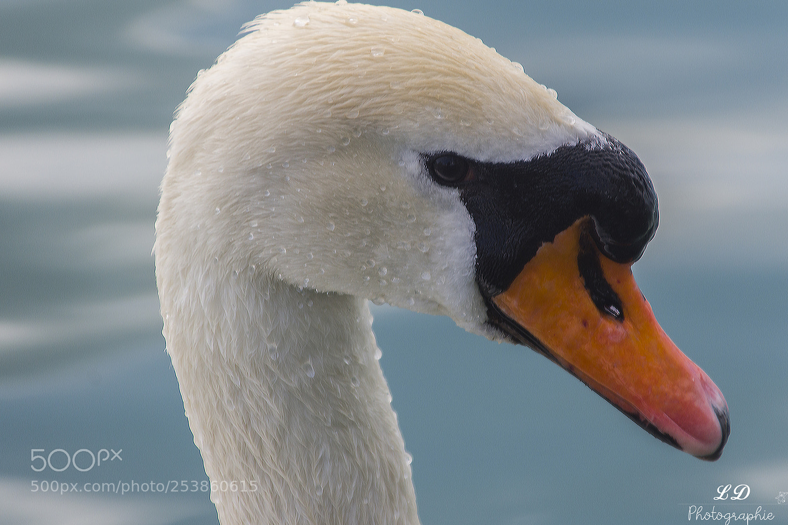 Nikon D7200 sample photo. Animaux photography
