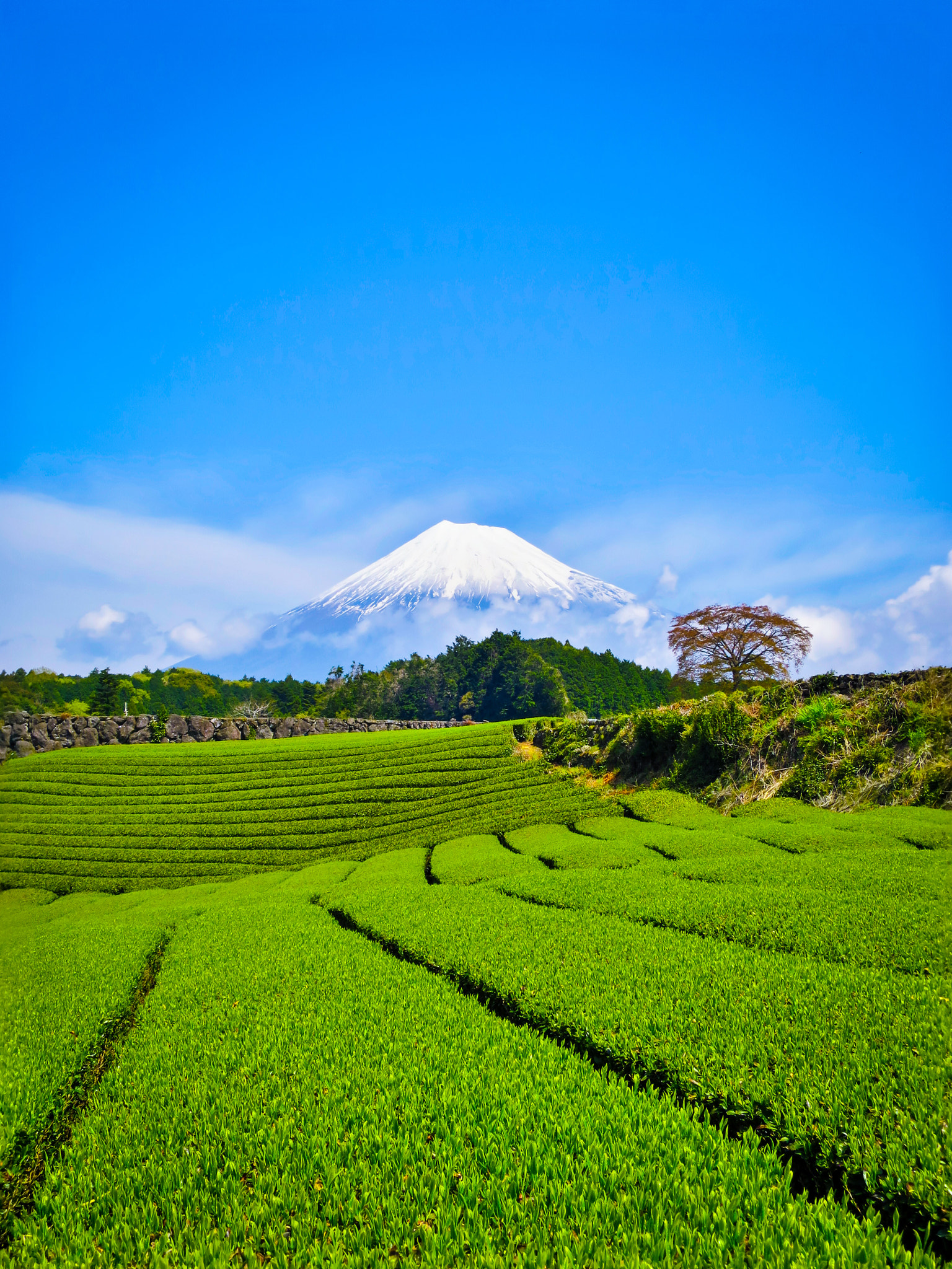 Canon PowerShot S120 sample photo. Mt. fuji from tea plantation of fresh green photography