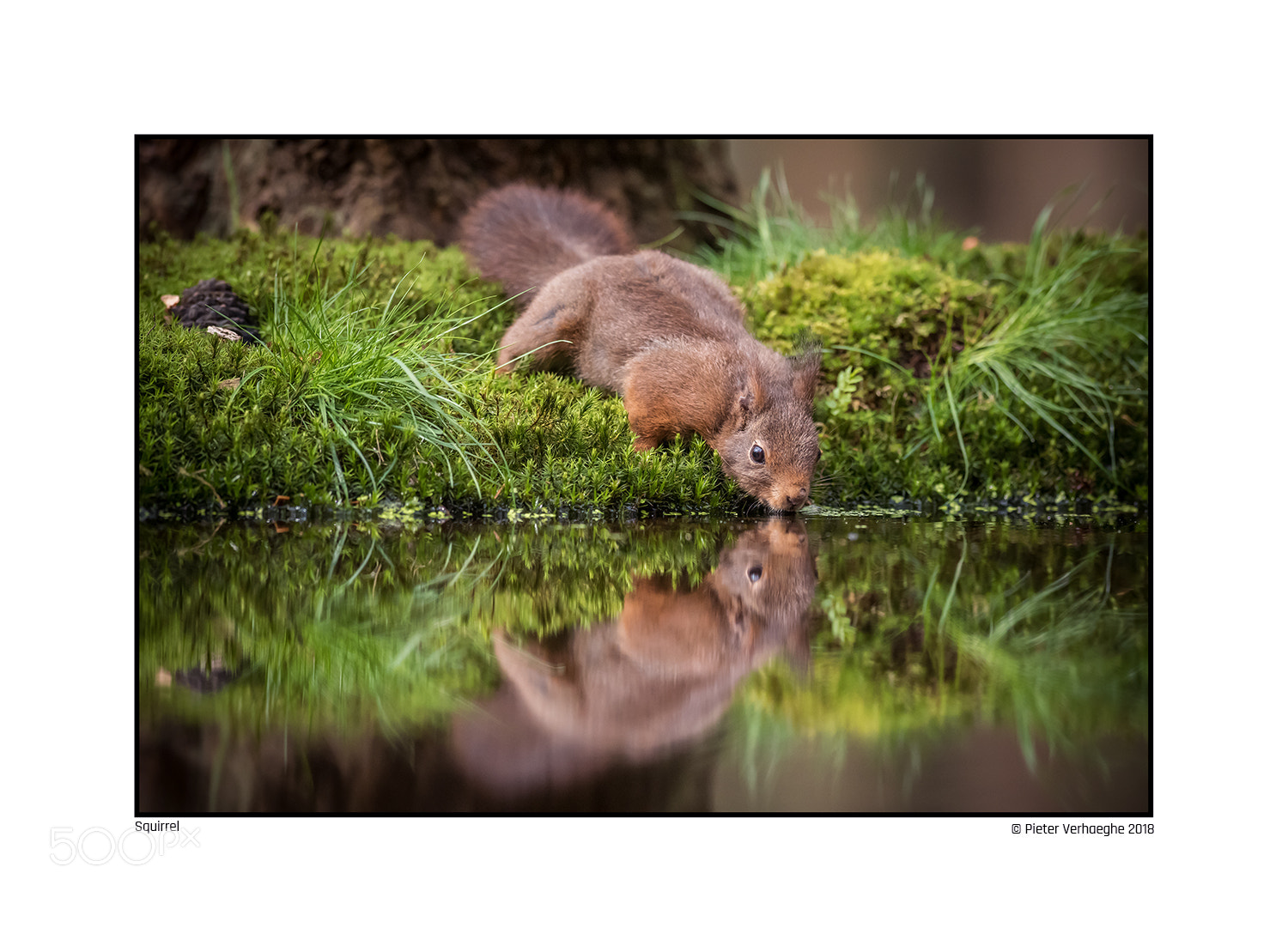 Nikon D810 sample photo. Squirrel photography