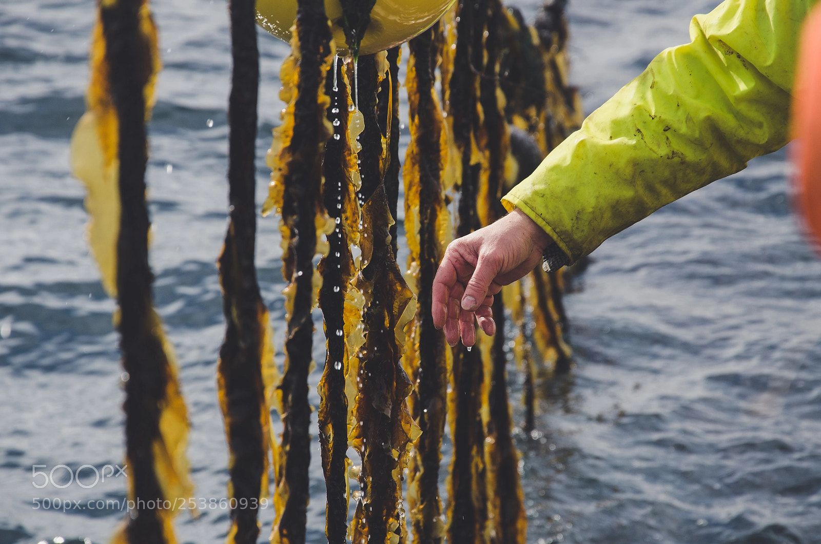 Nikon D7000 sample photo. Seaweed farmer photography