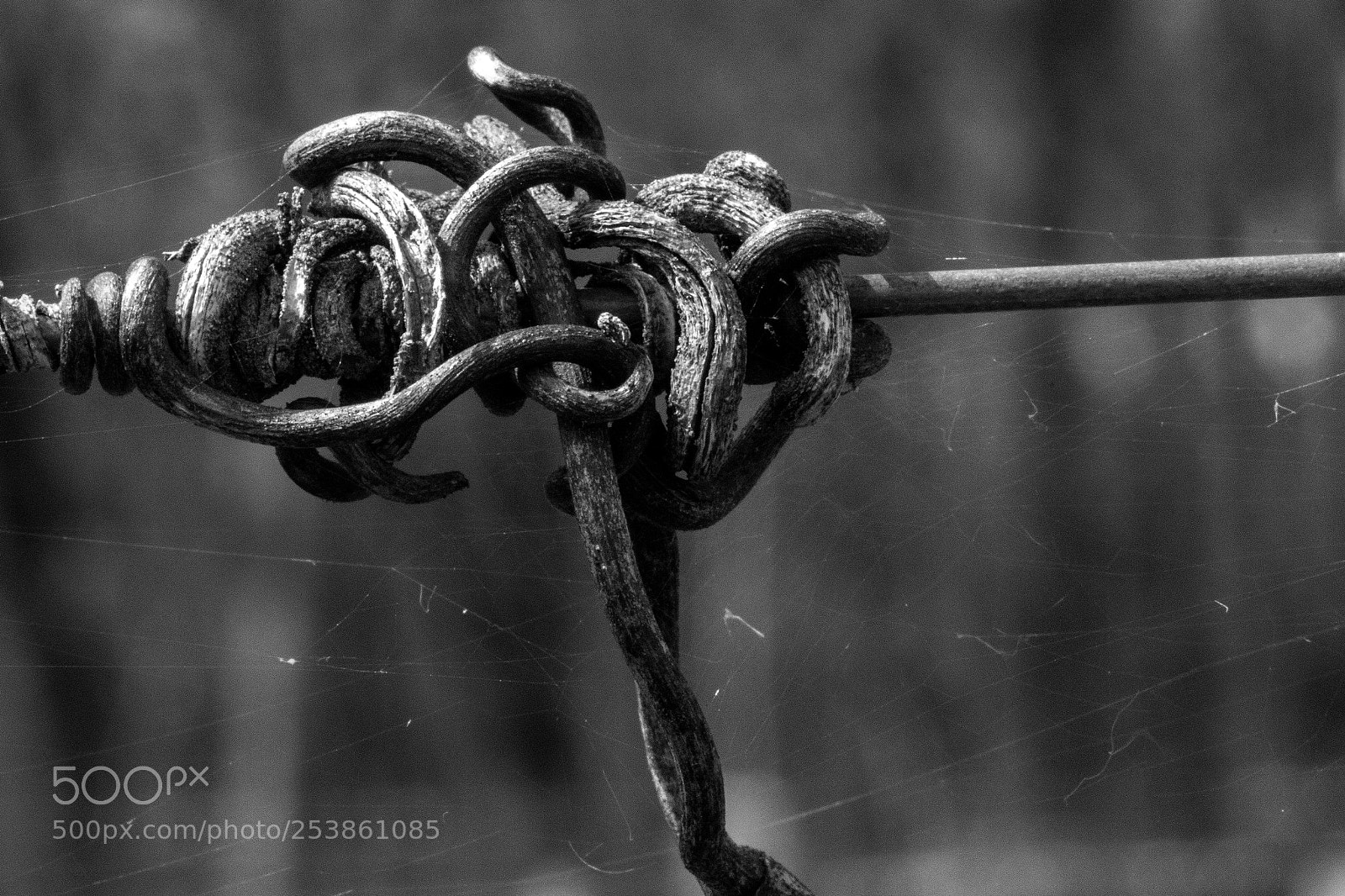 Canon EOS 7D Mark II sample photo. Vinewire photography