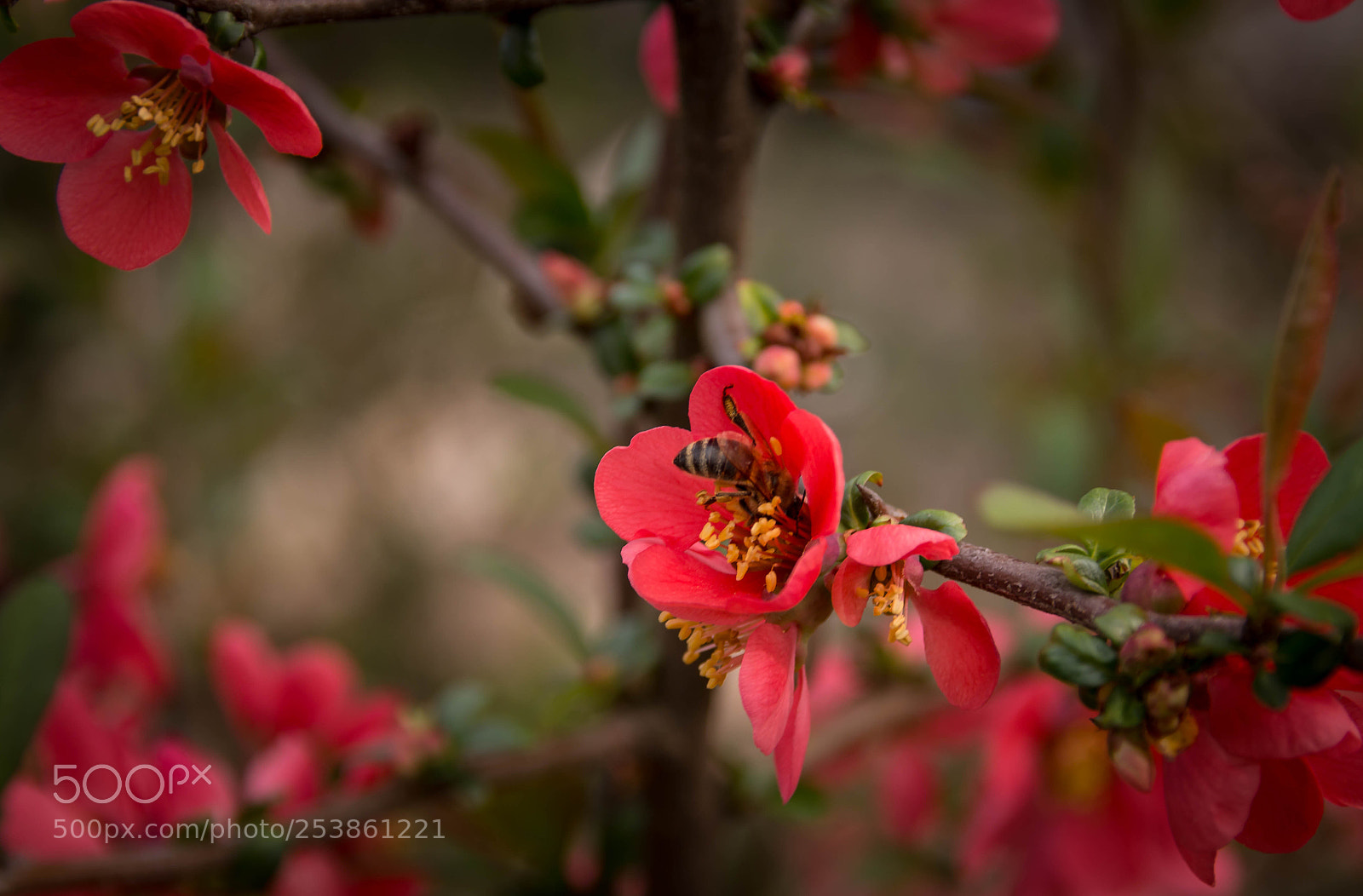 Canon EOS 70D sample photo. #spring photography