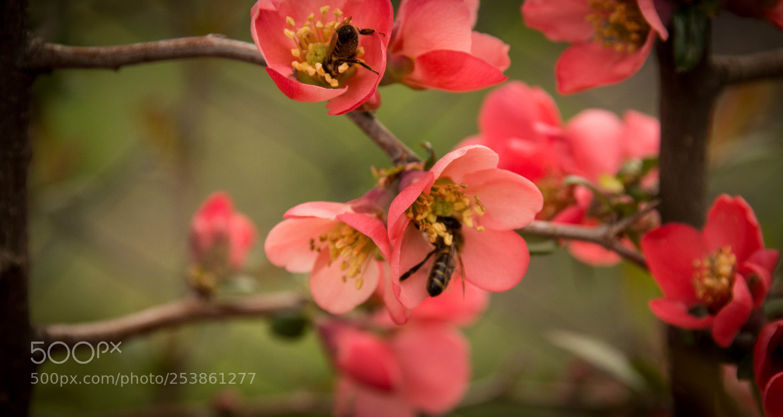 Canon EOS 70D sample photo. #pollen photography
