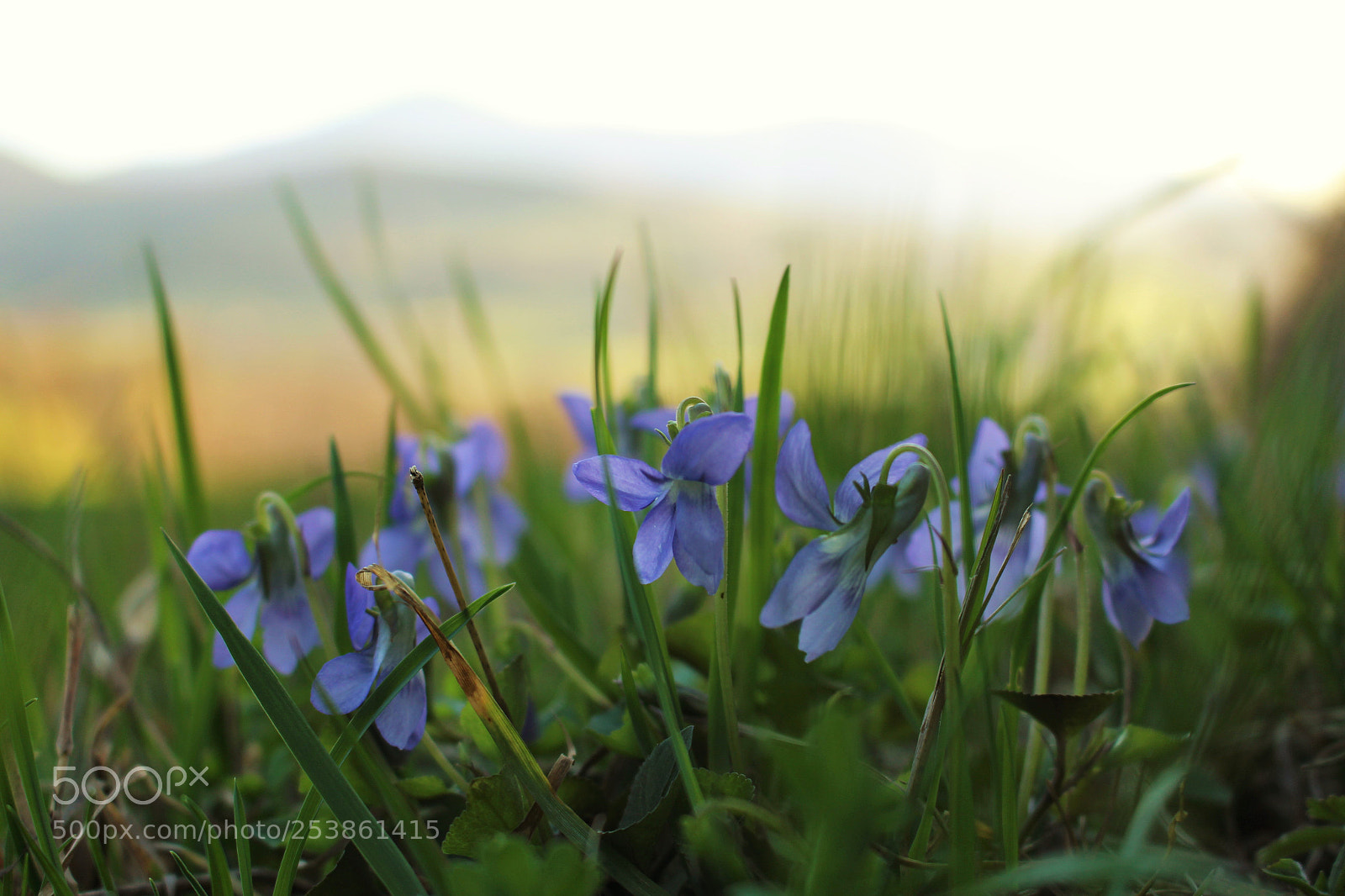 Canon EOS 100D (EOS Rebel SL1 / EOS Kiss X7) sample photo. Viola photography