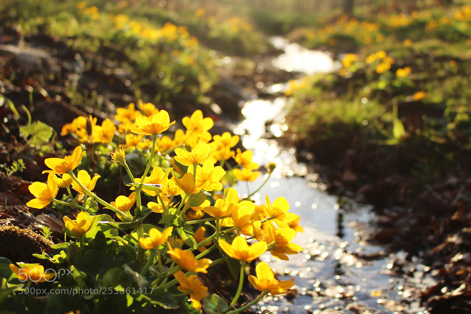 Canon EOS 100D (EOS Rebel SL1 / EOS Kiss X7) sample photo. Golden stream photography