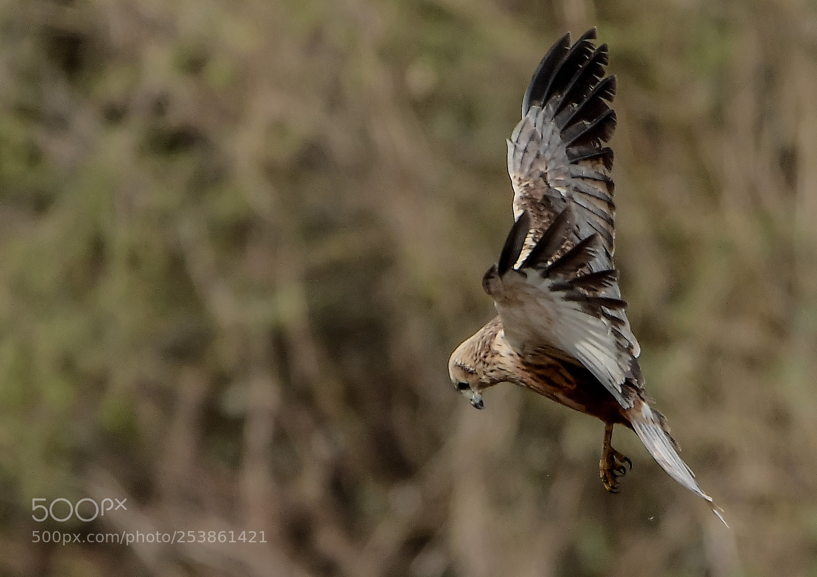 Nikon D500 sample photo. Busard des roseaux photography