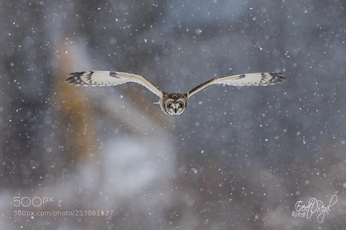 Canon EOS-1D X Mark II sample photo. Short-eared owl hunting in photography