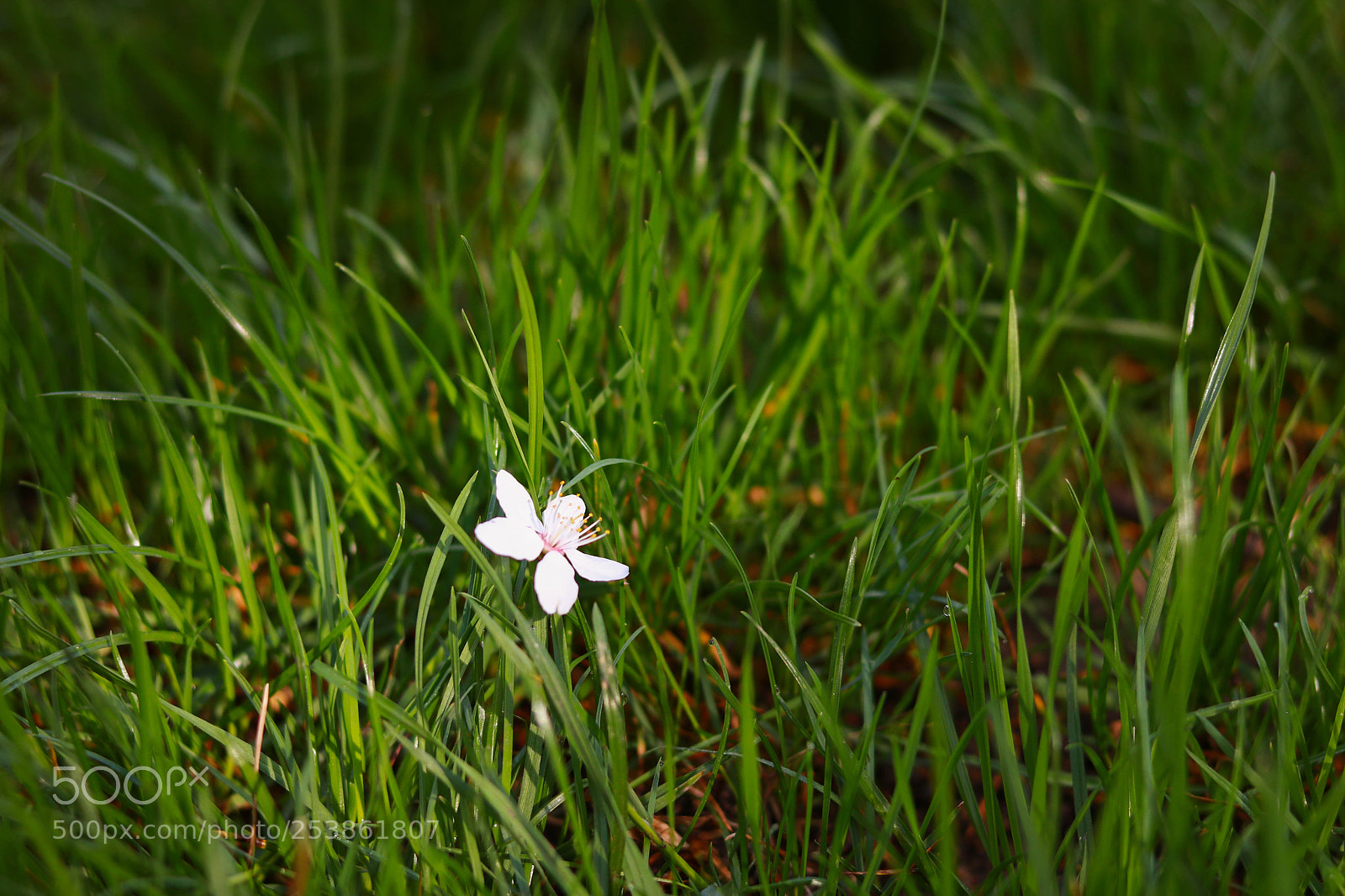 Canon EOS 760D (EOS Rebel T6s / EOS 8000D) sample photo. Img photography