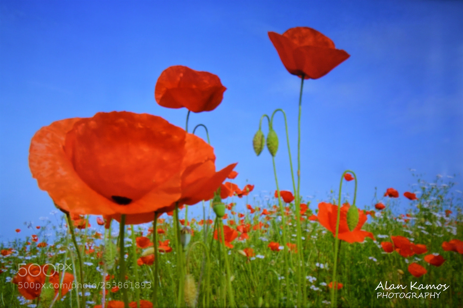 Nikon D5200 sample photo. Untitled photography