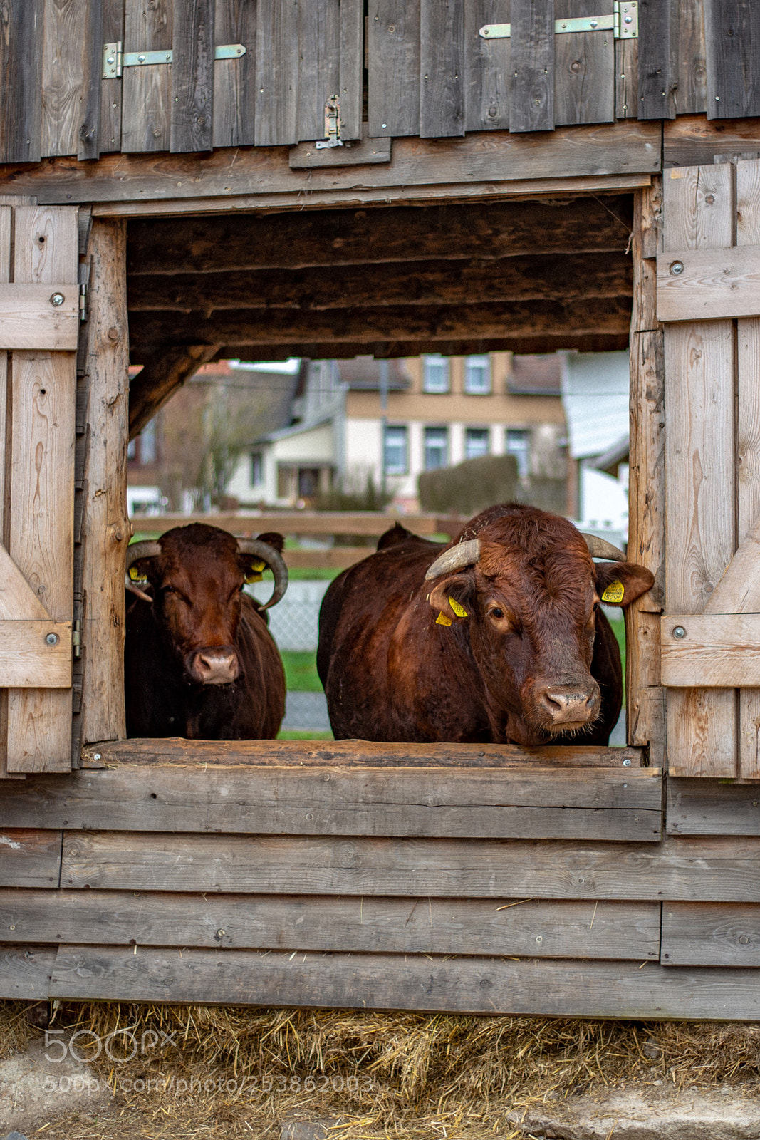 Nikon D600 sample photo. Cows photography