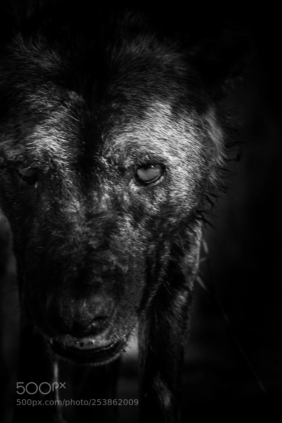 Canon EOS 60D sample photo. Eye contact - wild photography