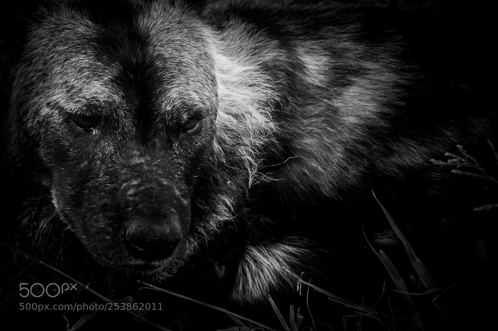 Canon EOS 60D sample photo. Reclining - wild dog photography