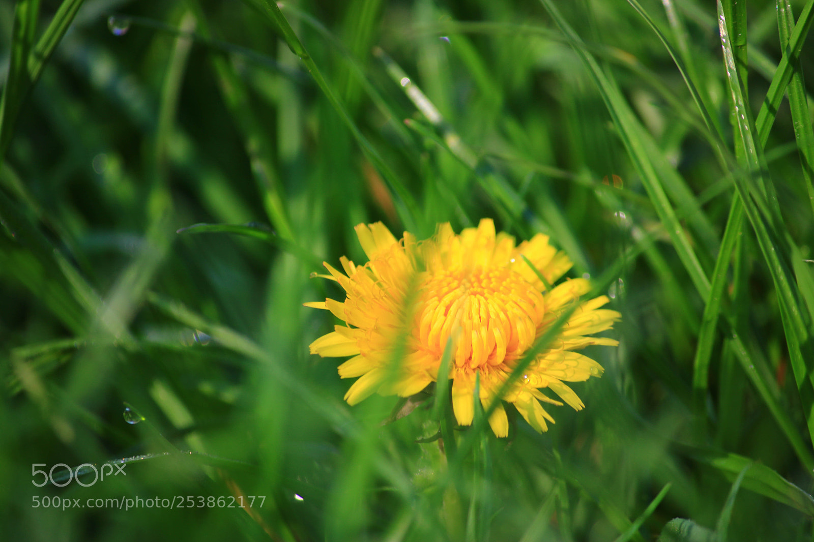 Canon EOS 760D (EOS Rebel T6s / EOS 8000D) sample photo. Img photography