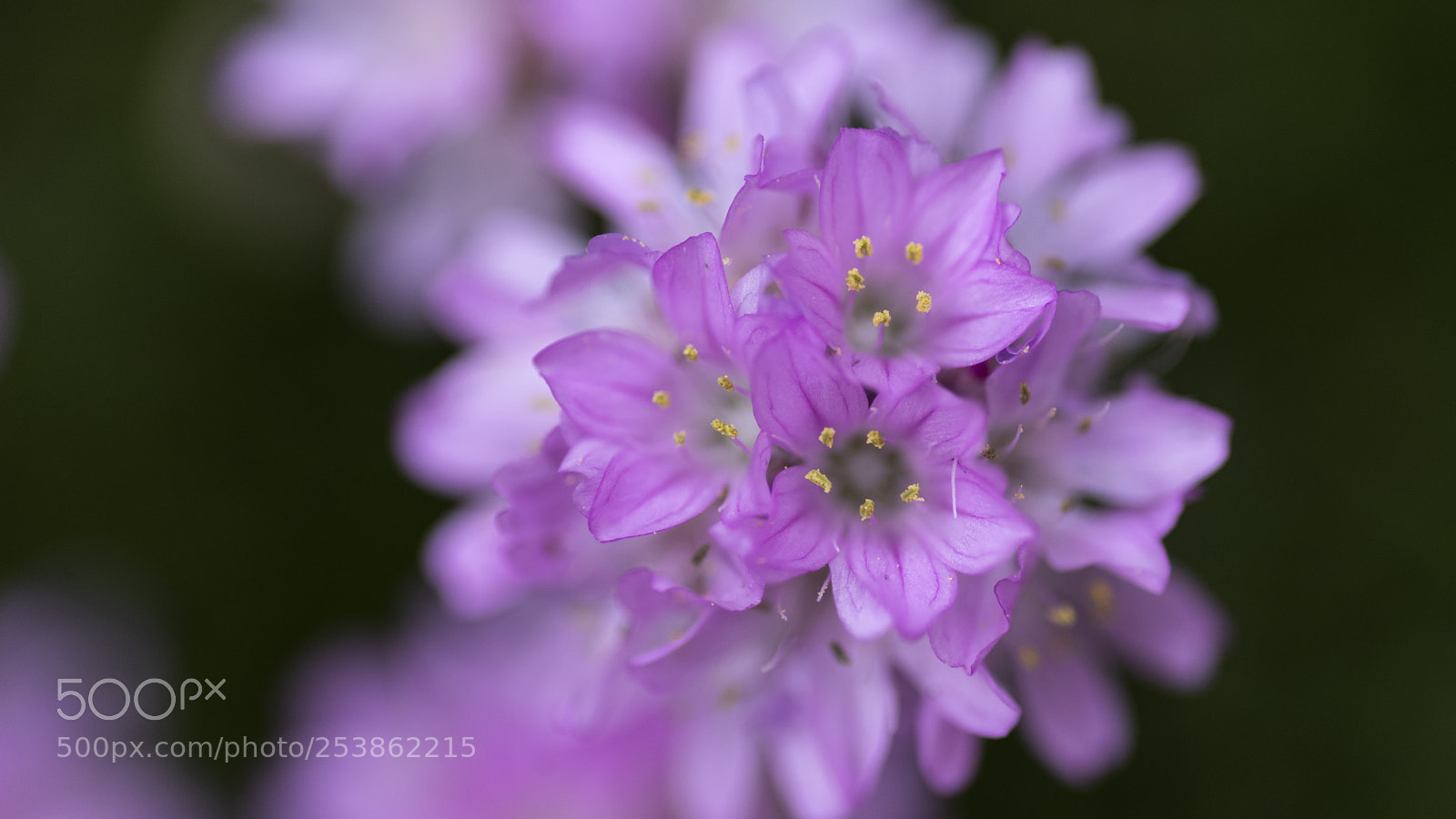 Pentax K-1 sample photo. Five photography