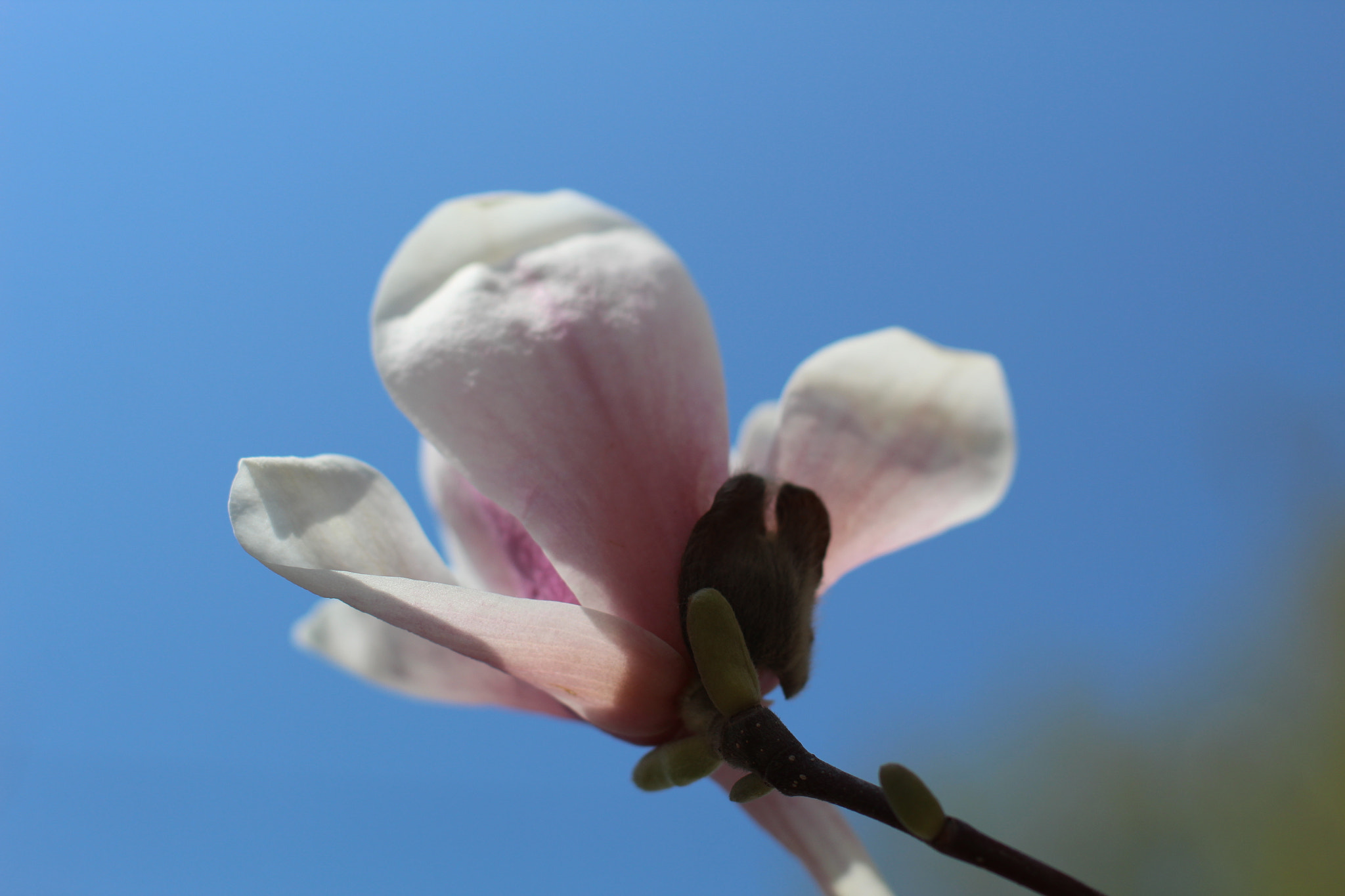 Canon EOS 1300D (EOS Rebel T6 / EOS Kiss X80) sample photo. Img photography