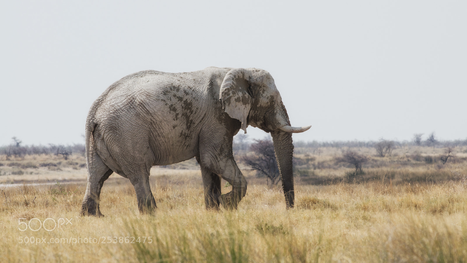 Nikon D7000 sample photo. Elephant at etosha photography