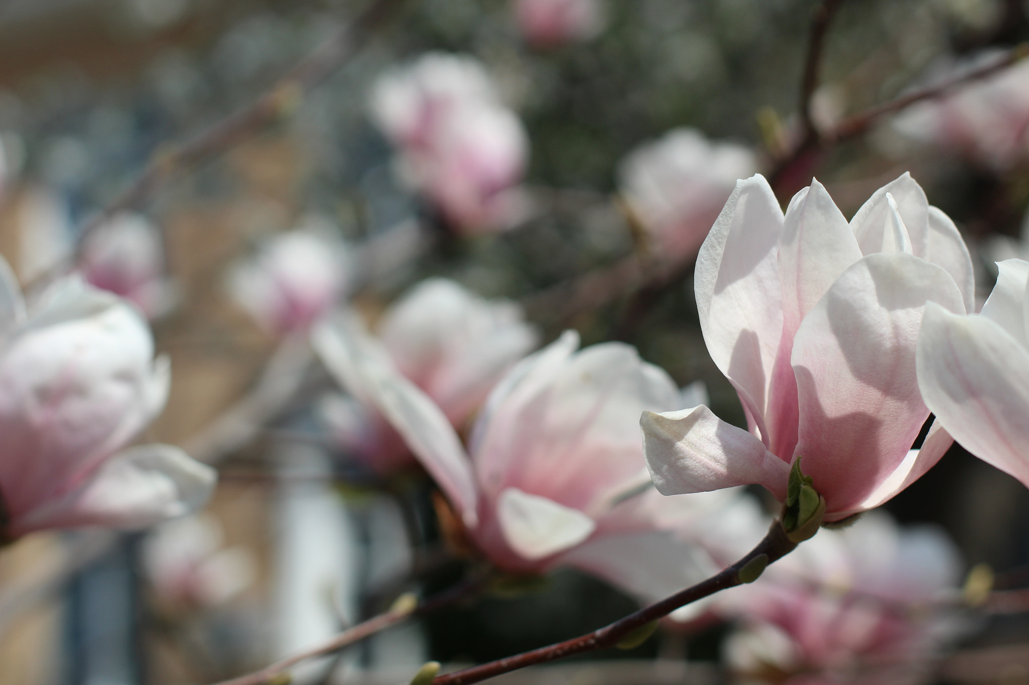 Canon EOS 1300D (EOS Rebel T6 / EOS Kiss X80) sample photo. Img photography