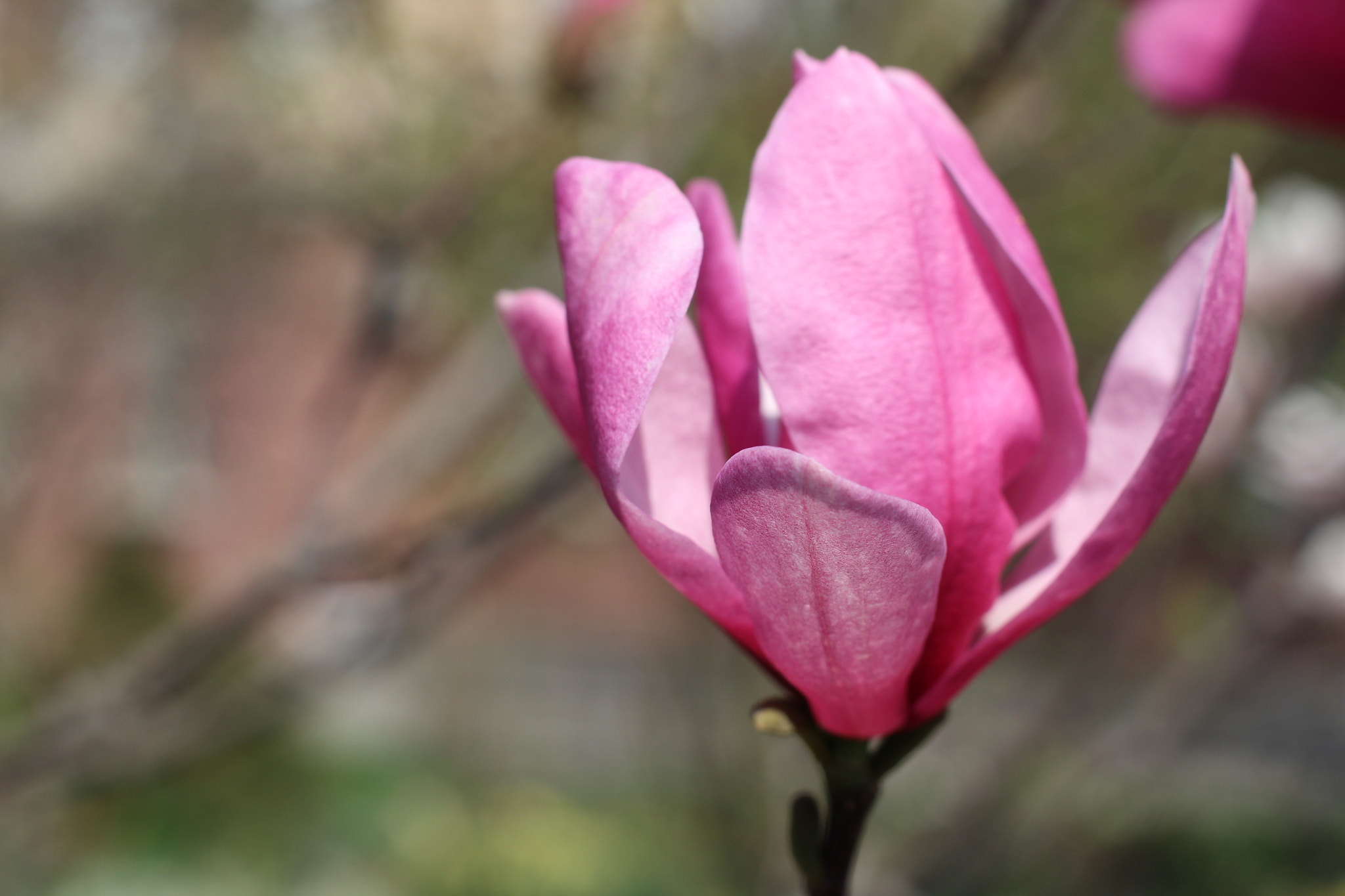 Canon EOS 1300D (EOS Rebel T6 / EOS Kiss X80) sample photo. Img photography
