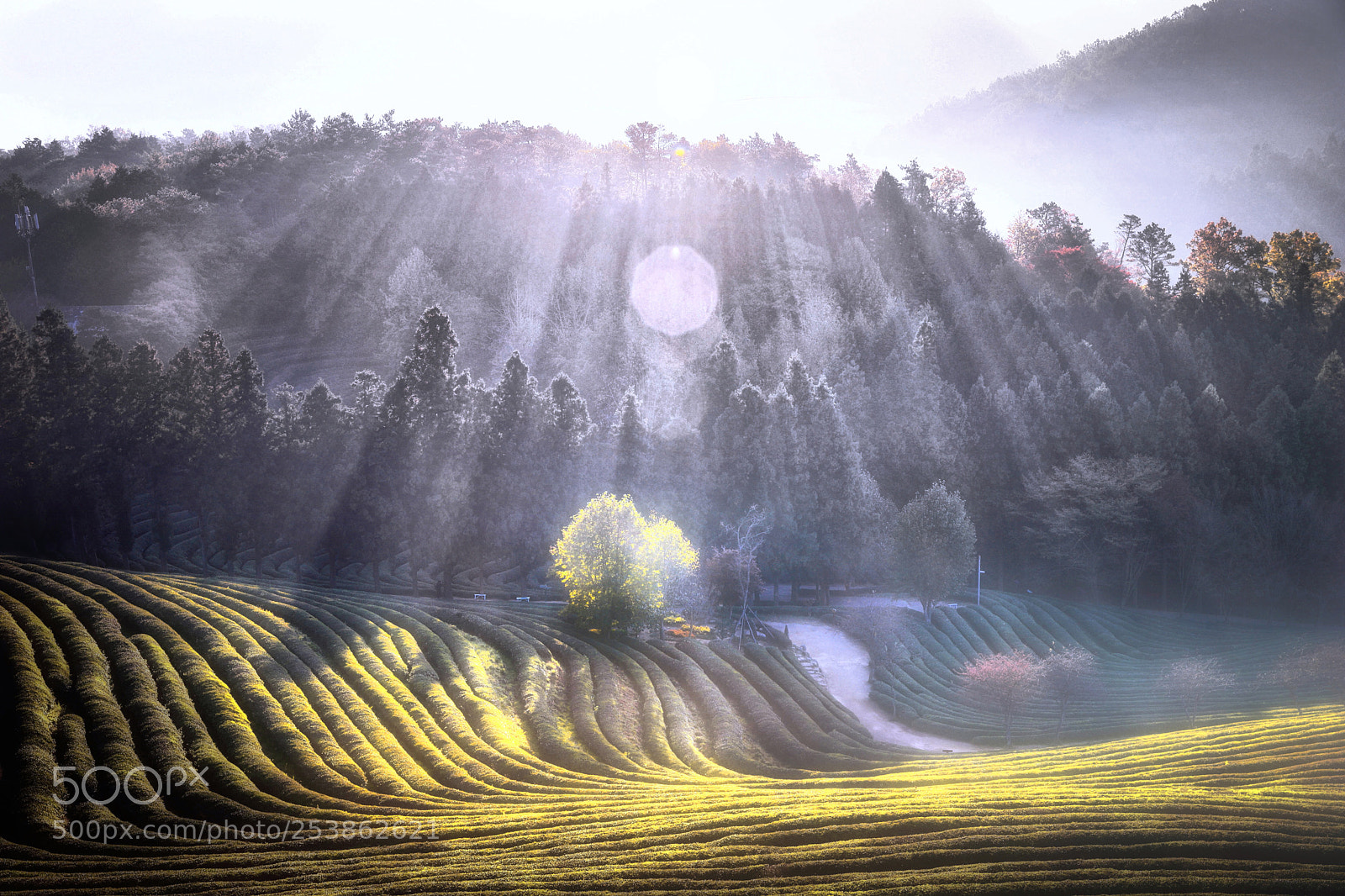 Canon EOS 6D Mark II sample photo. Morning light photography