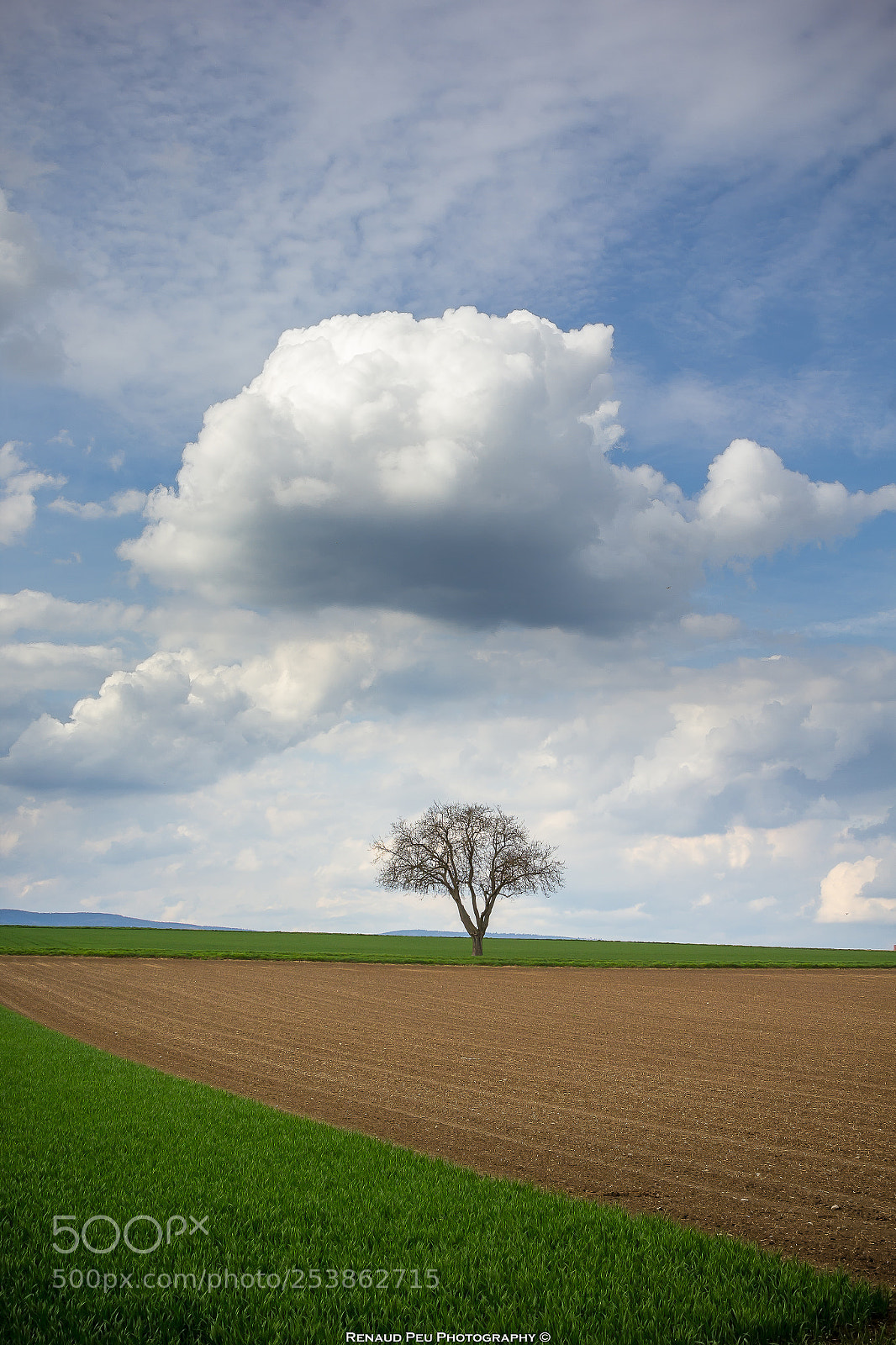 Canon EOS 60D sample photo. Nice tree photography