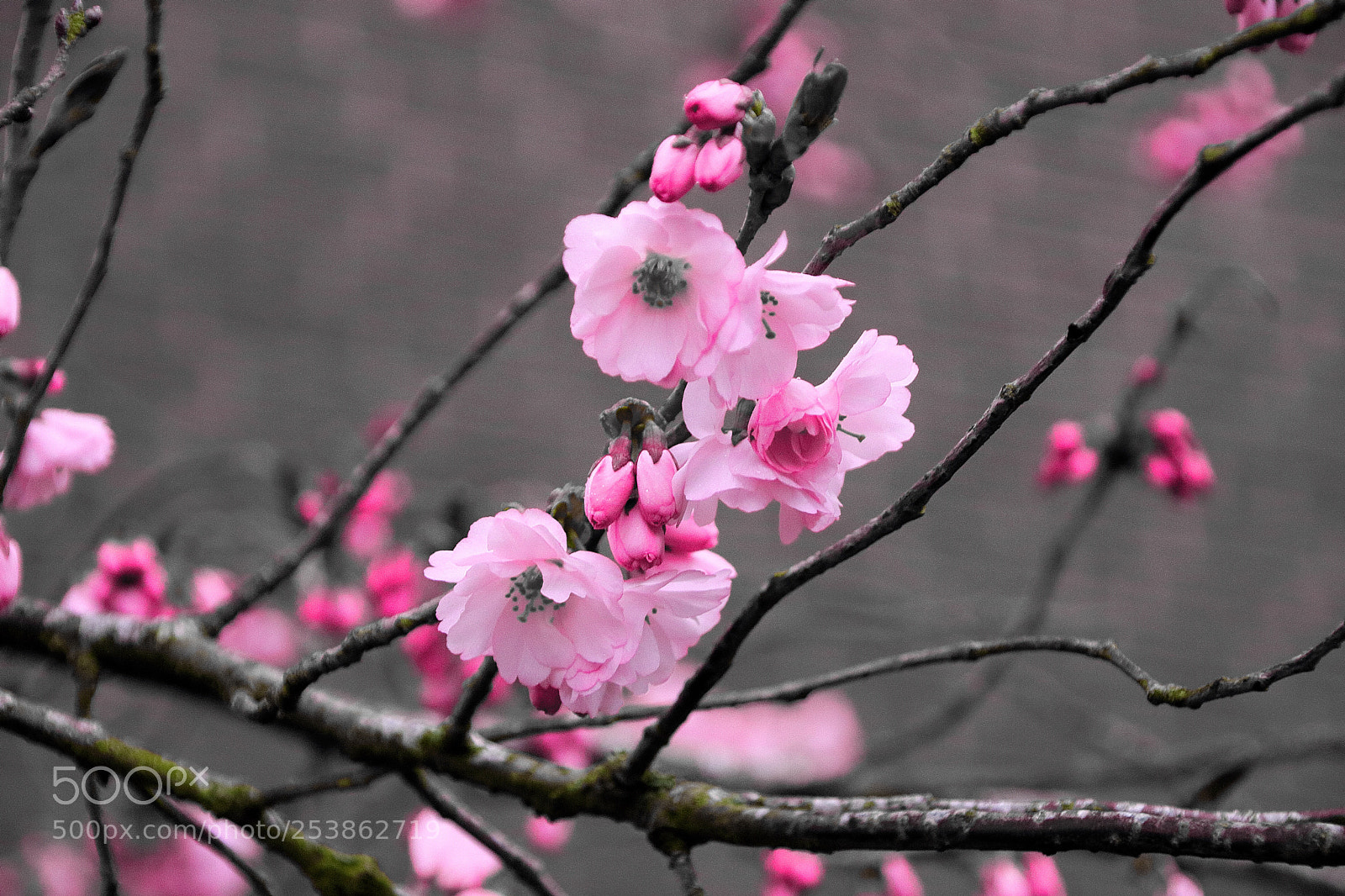 Canon EOS 750D (EOS Rebel T6i / EOS Kiss X8i) sample photo. Cherry blossom photography