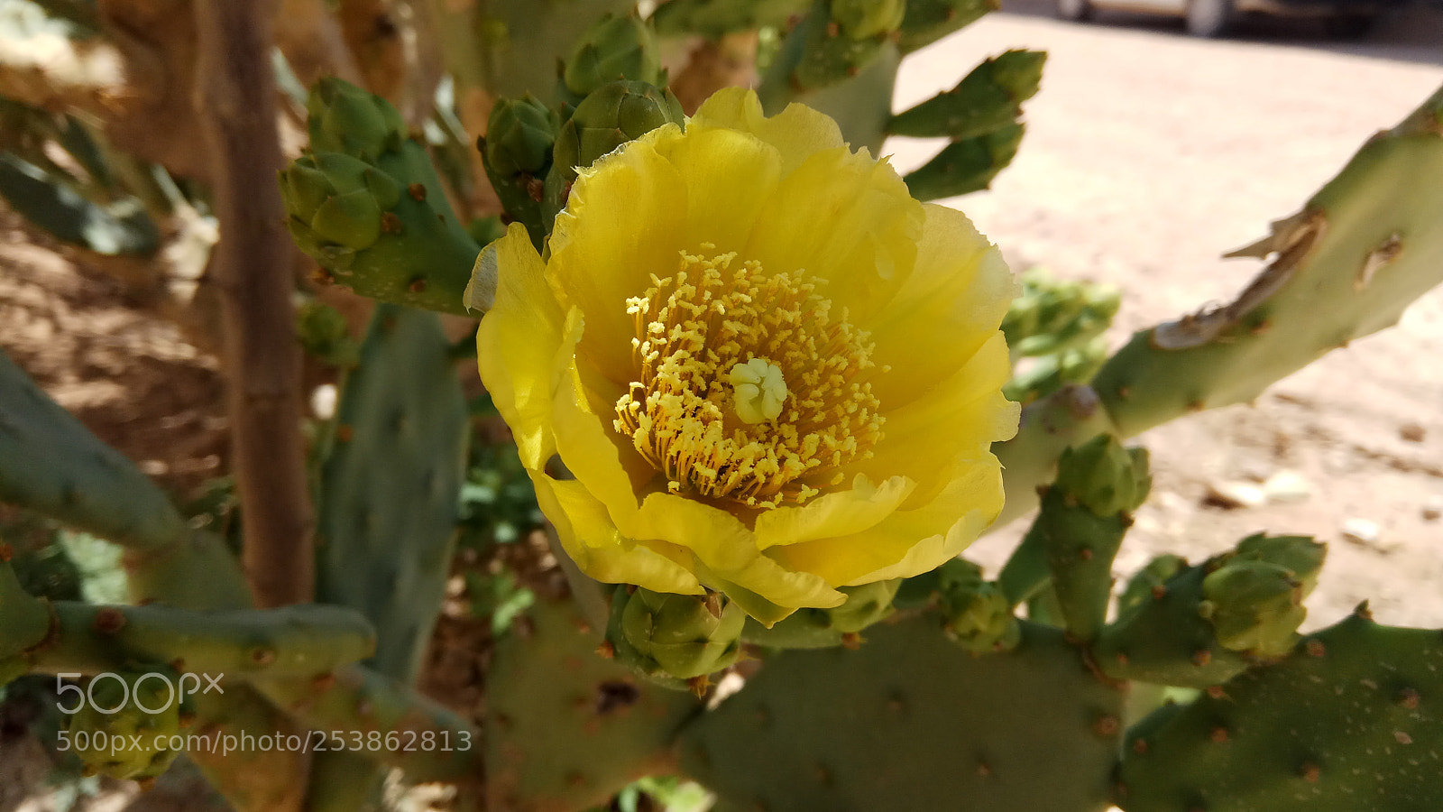 Xiaomi Redmi Note 4 sample photo. Untitled photography