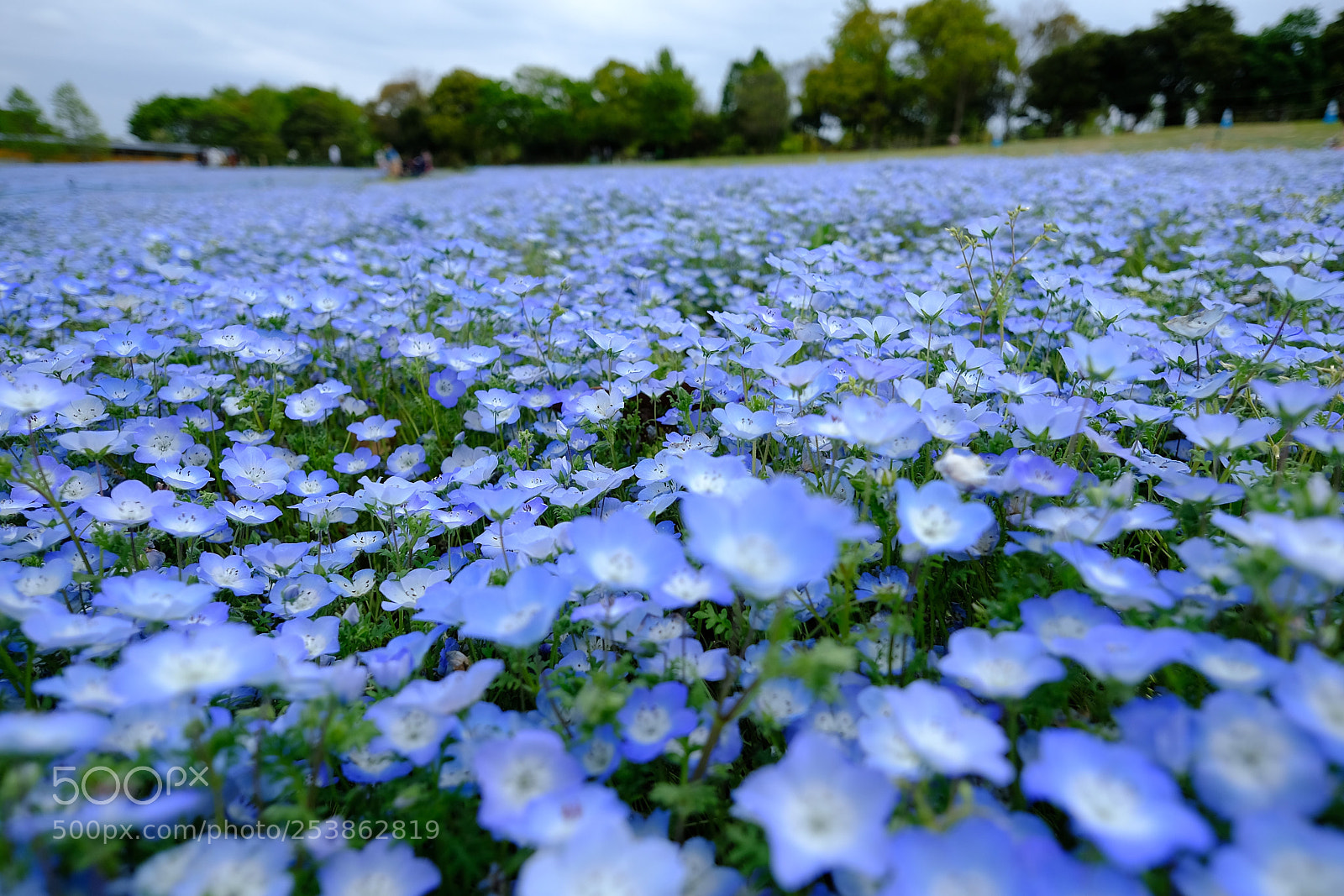 Fujifilm X-T2 sample photo. Blue spring on one photography