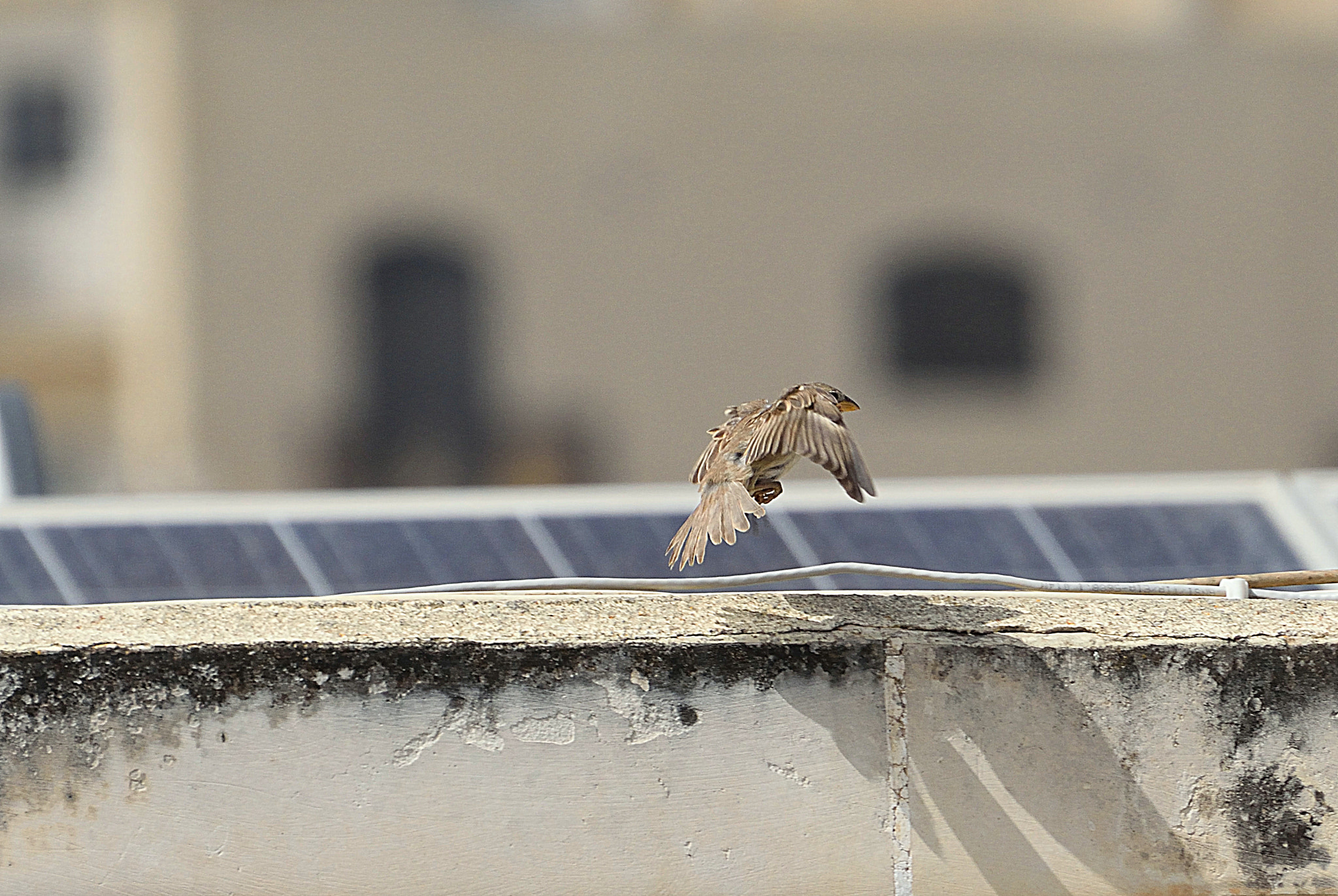 Nikon D3300 sample photo. Urban singer photography