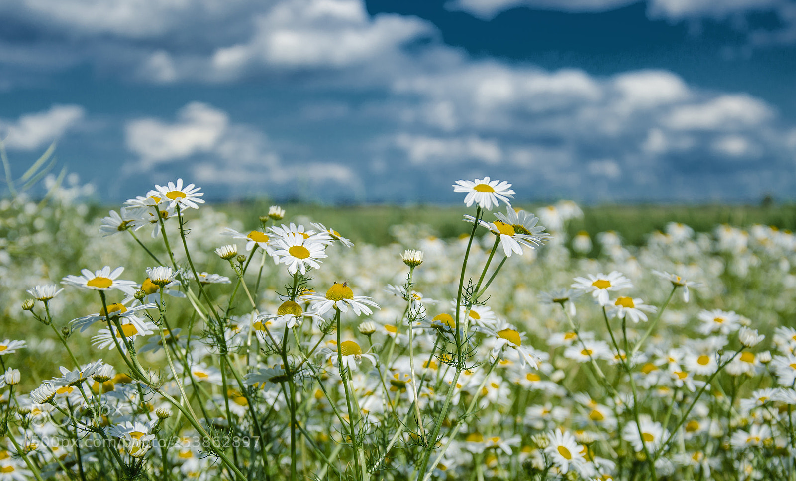 Nikon D7000 sample photo. Sommerwiese photography
